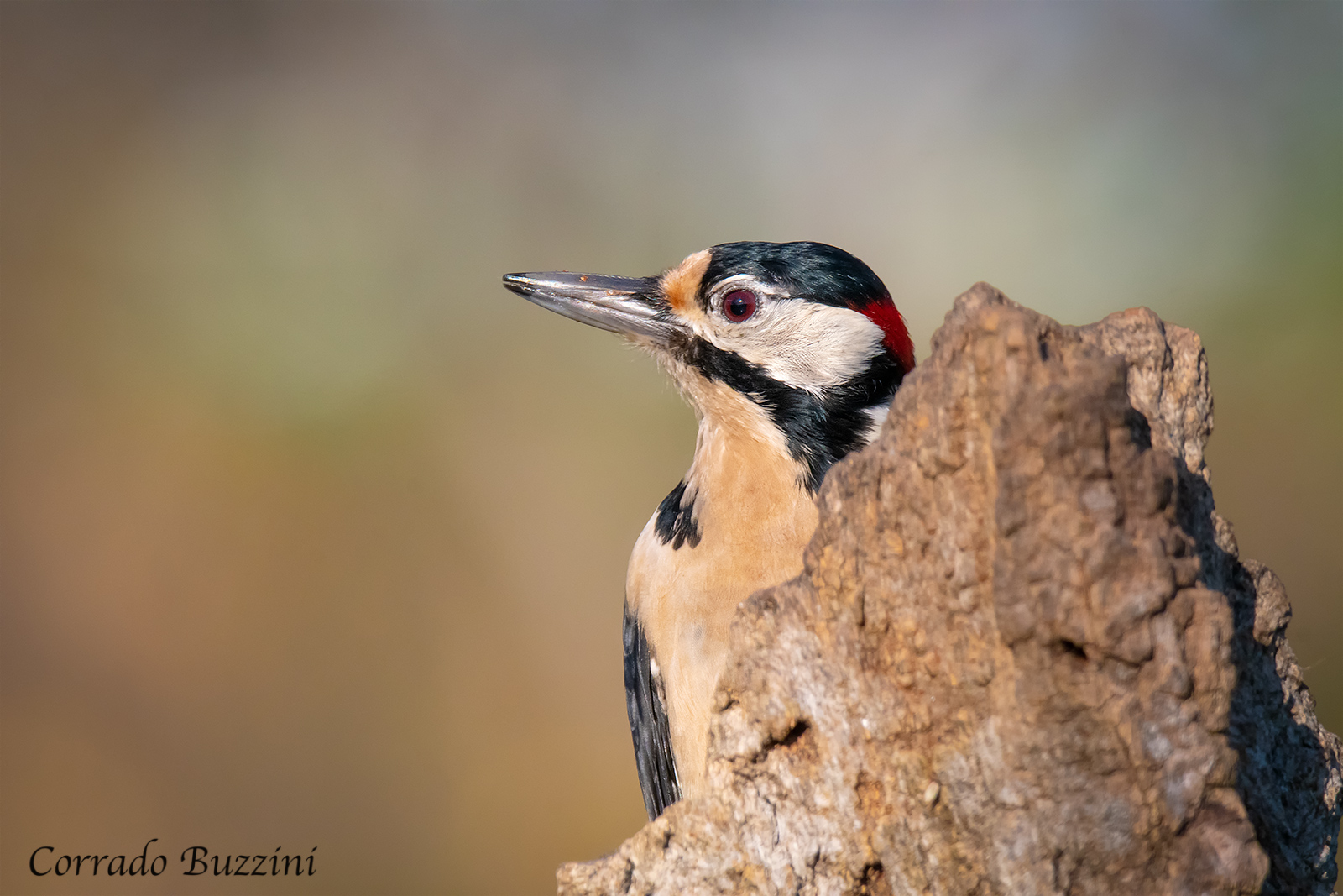male red woodpecker