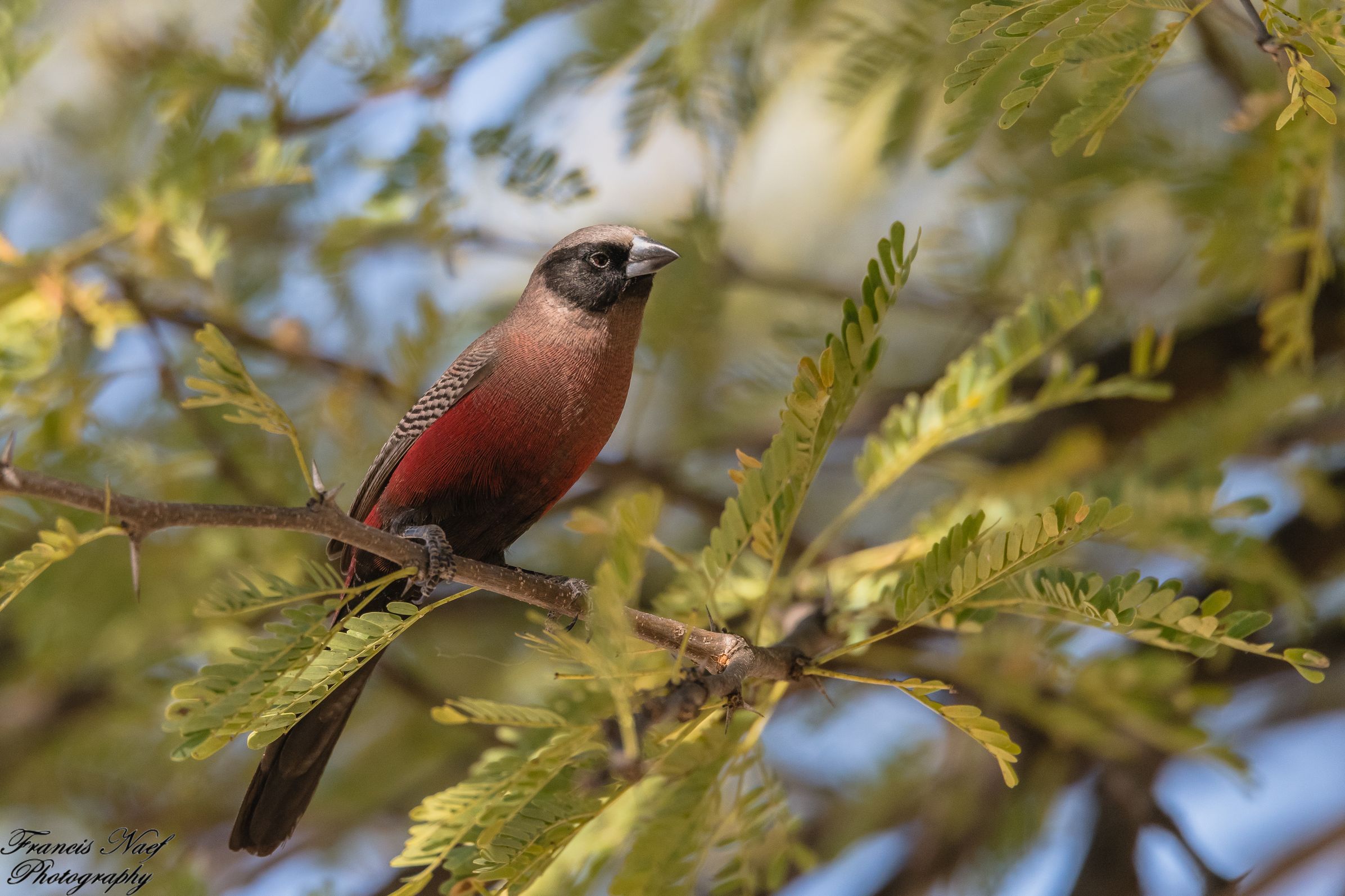 Black-faced Waxbill- Estrilda erythronotos