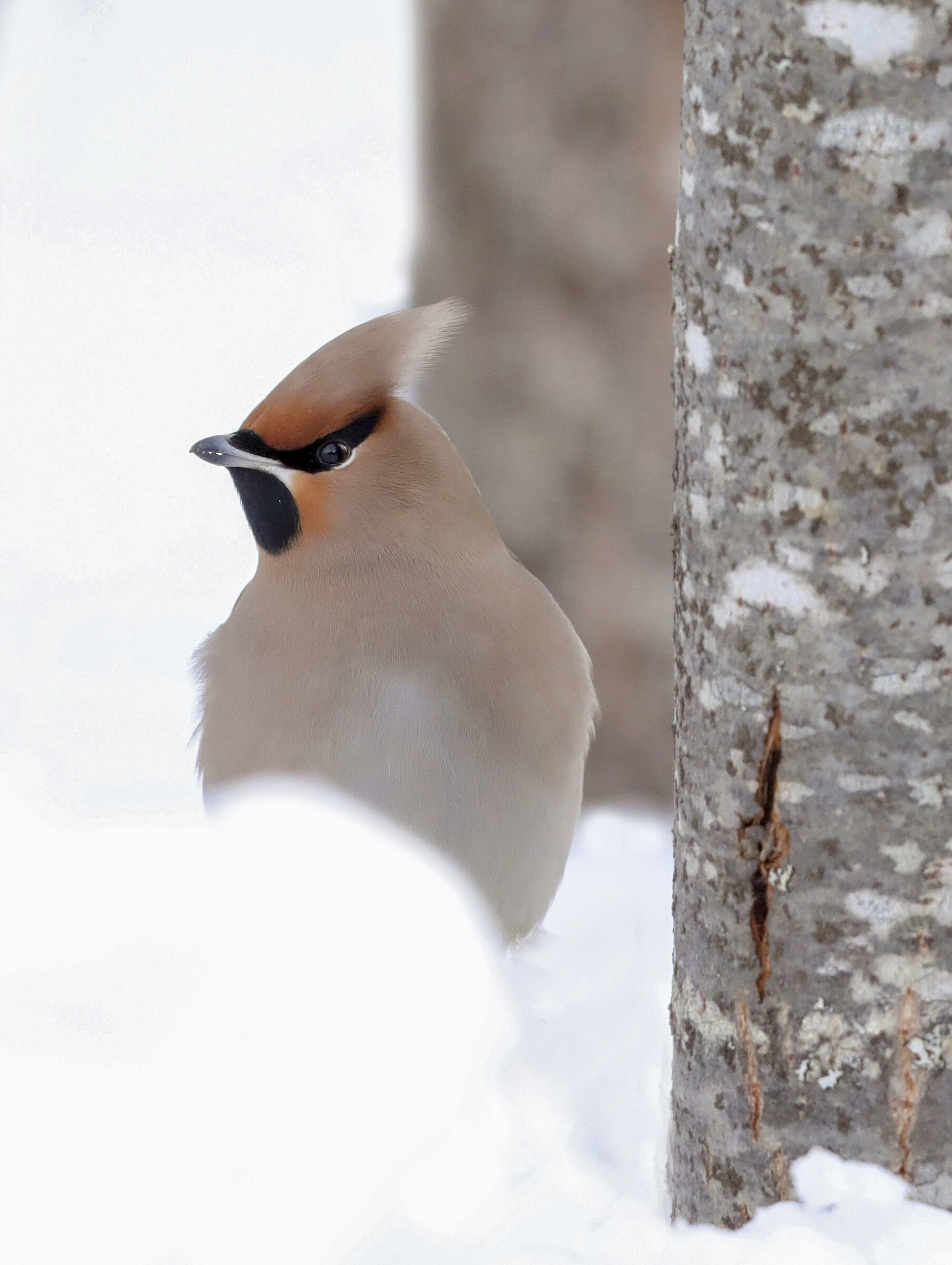 beak in the snow