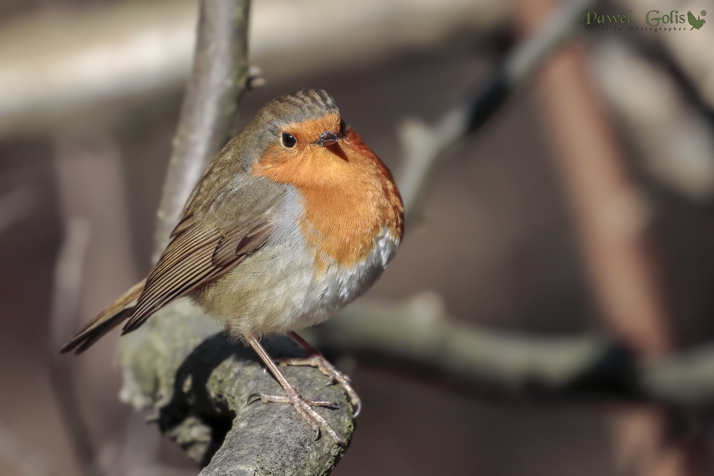 Pettirosso europeo (Erithacus rubecula)