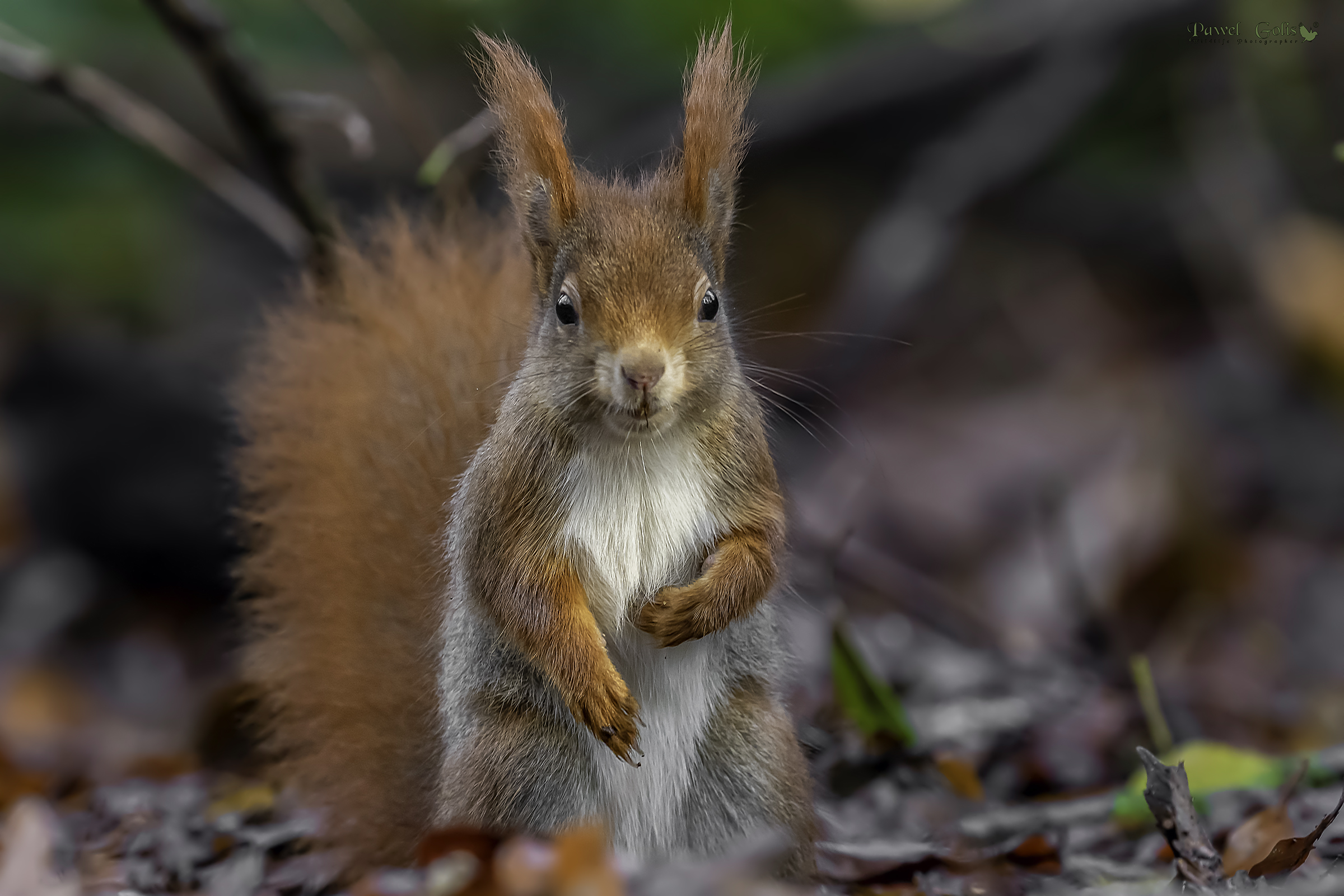 Squirell rosso (Sciurus vulgaris)