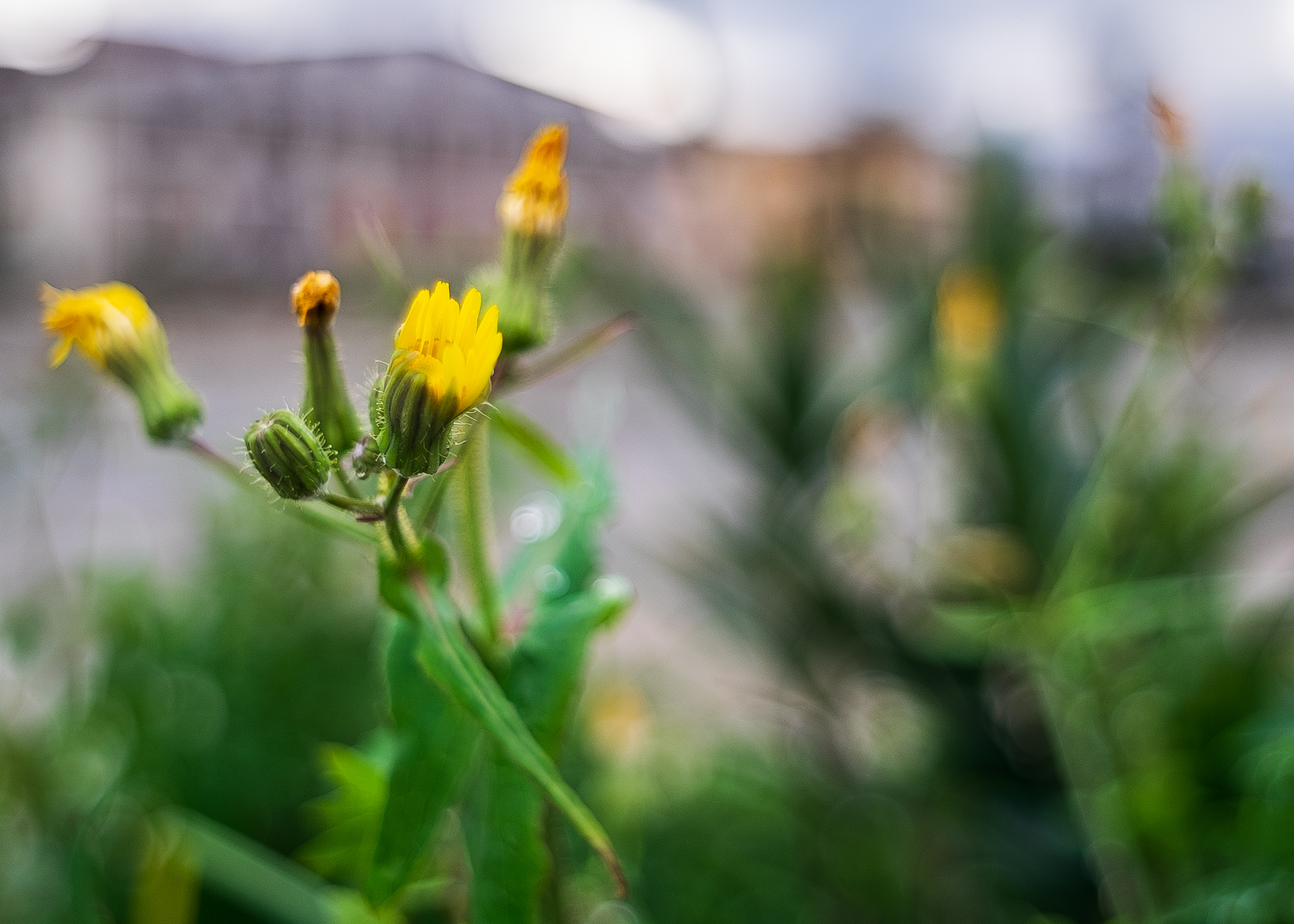 Prove di macro autunnali con PEntacon 29/2.8
