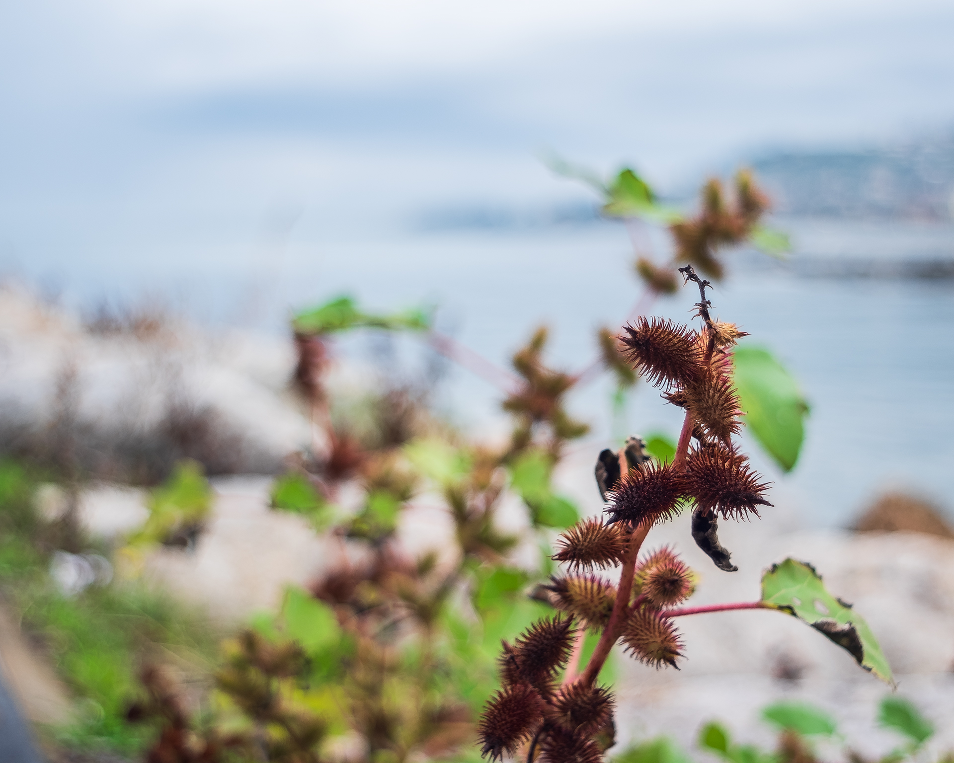 Prove di macro autunnali con PEntacon 29/2.8