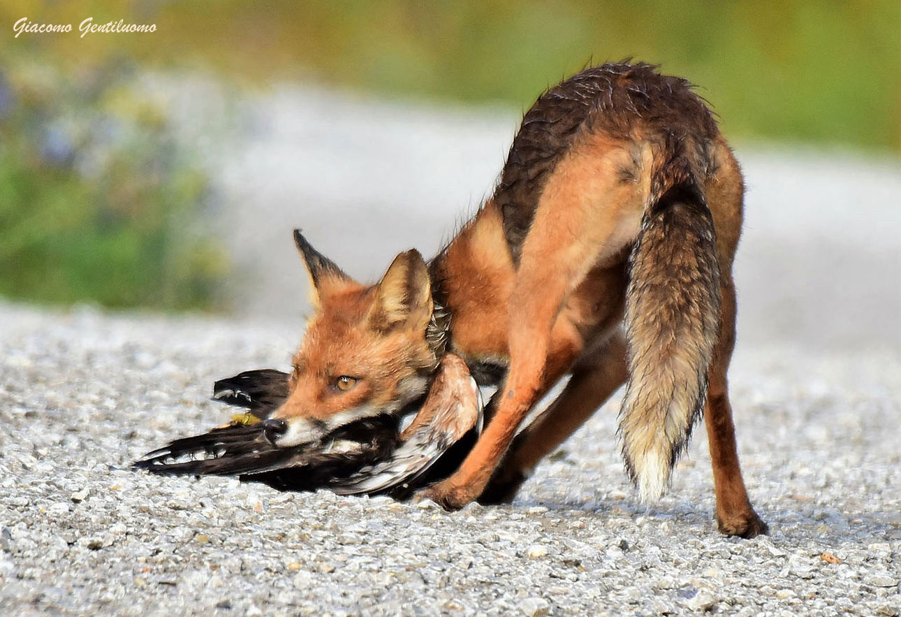 volpe con preda