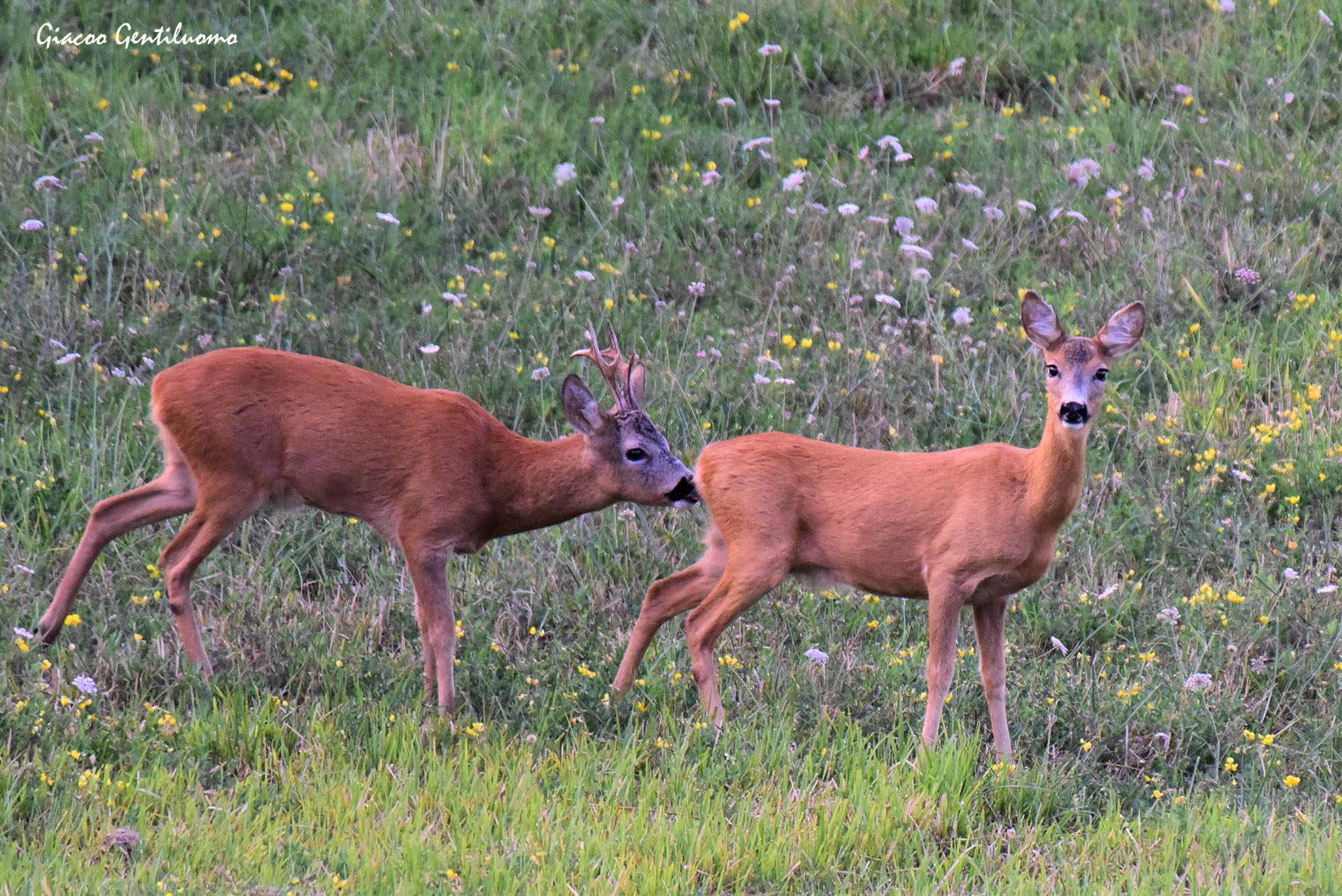 caprioli sul monte Labbro