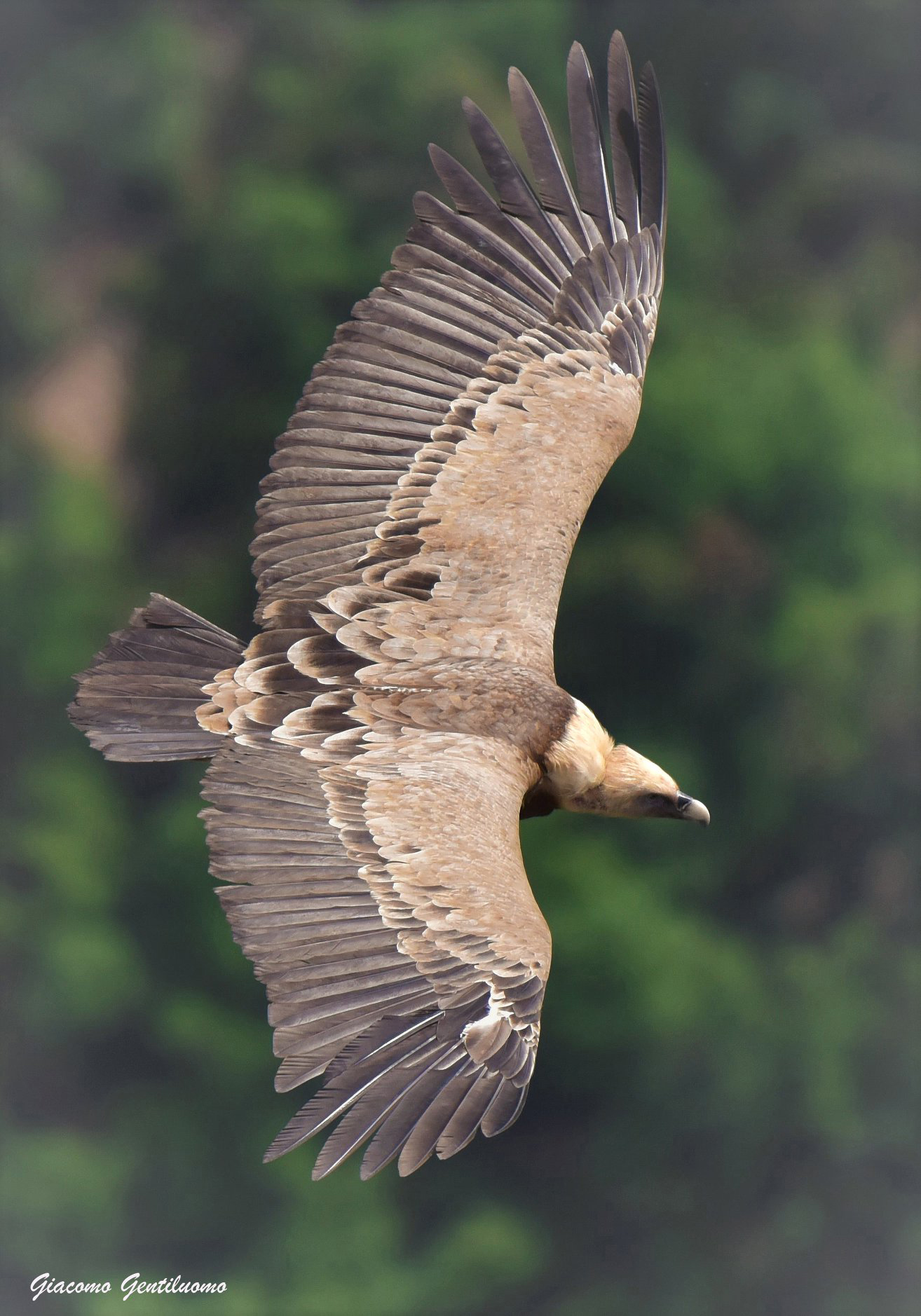 grifone dellegole del verdon