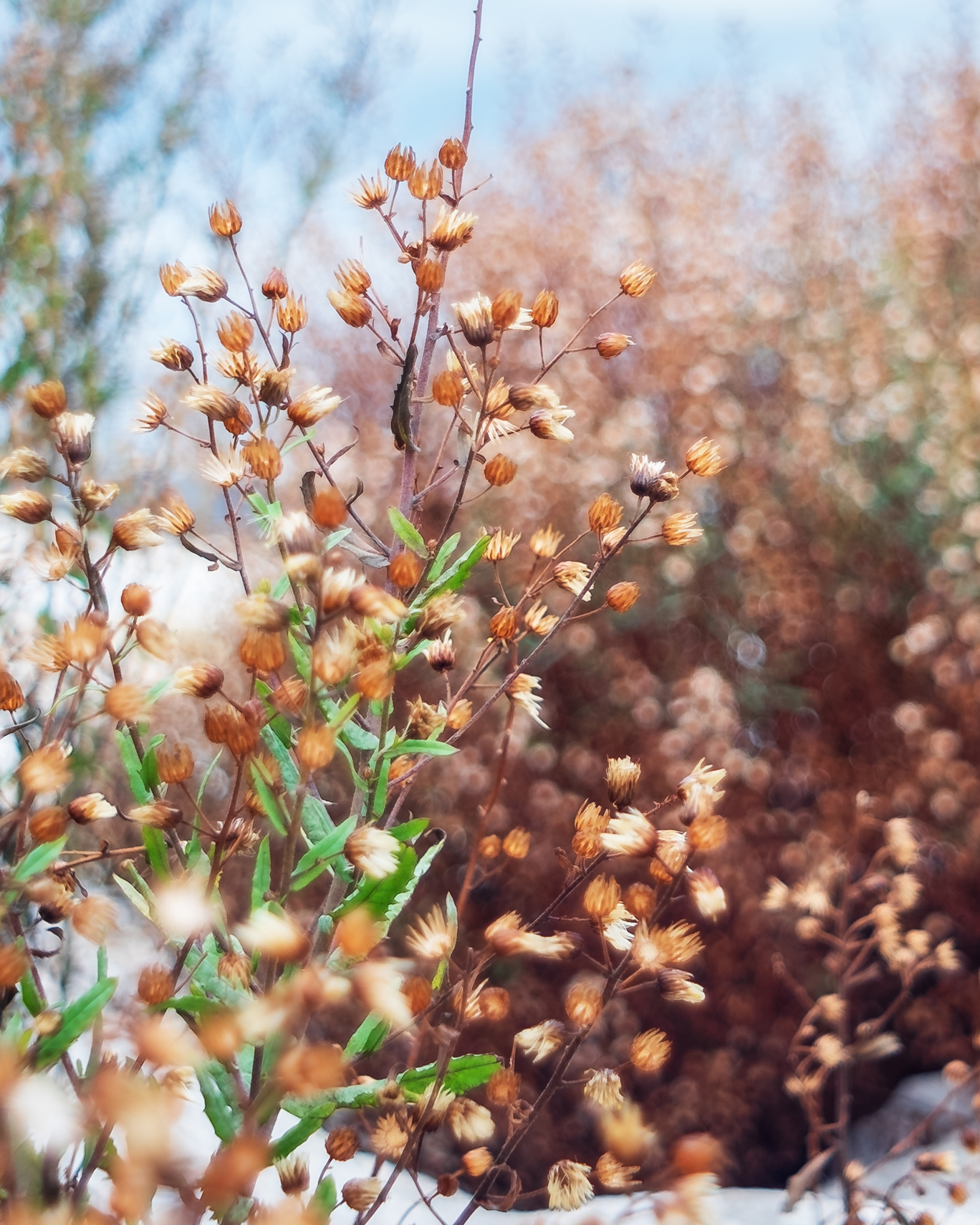 Prove bokeh Pentacon