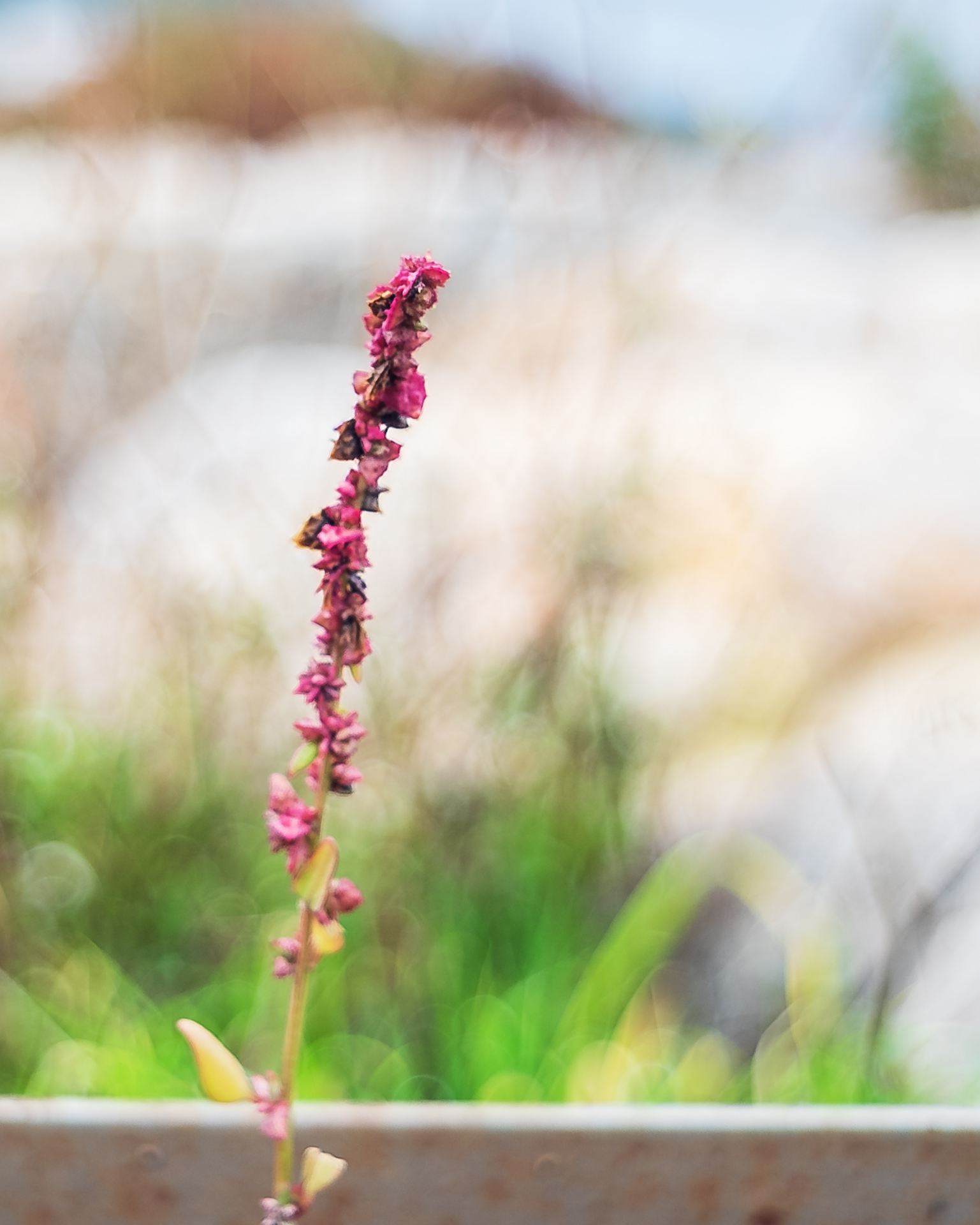 Prove bokeh Pentacon