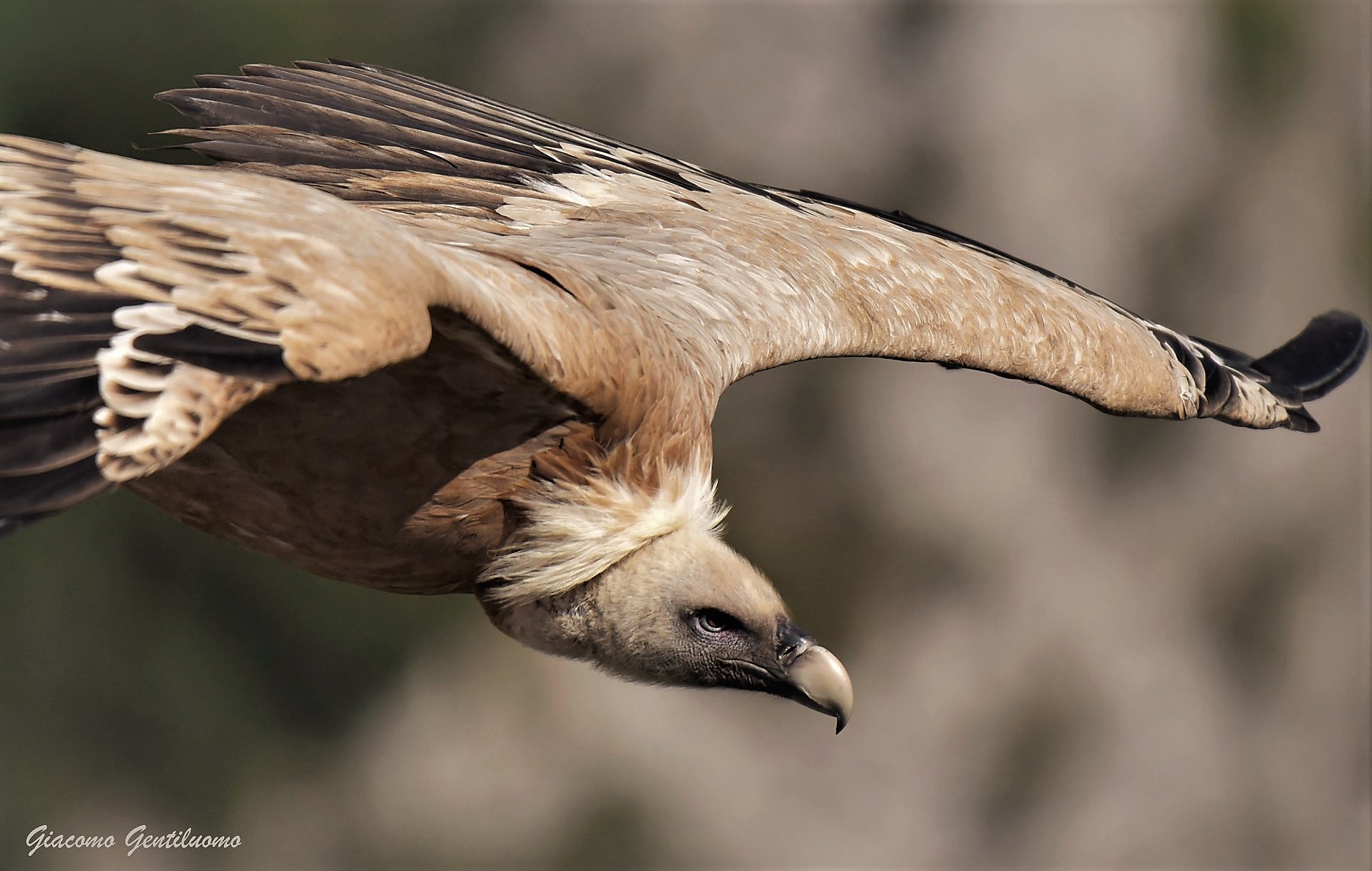 grifone, particolare