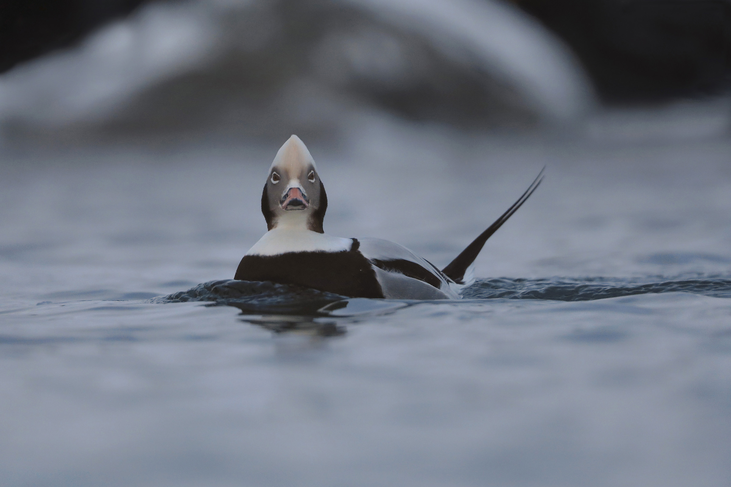 moretta corona tra il ghiaccio dell'artico