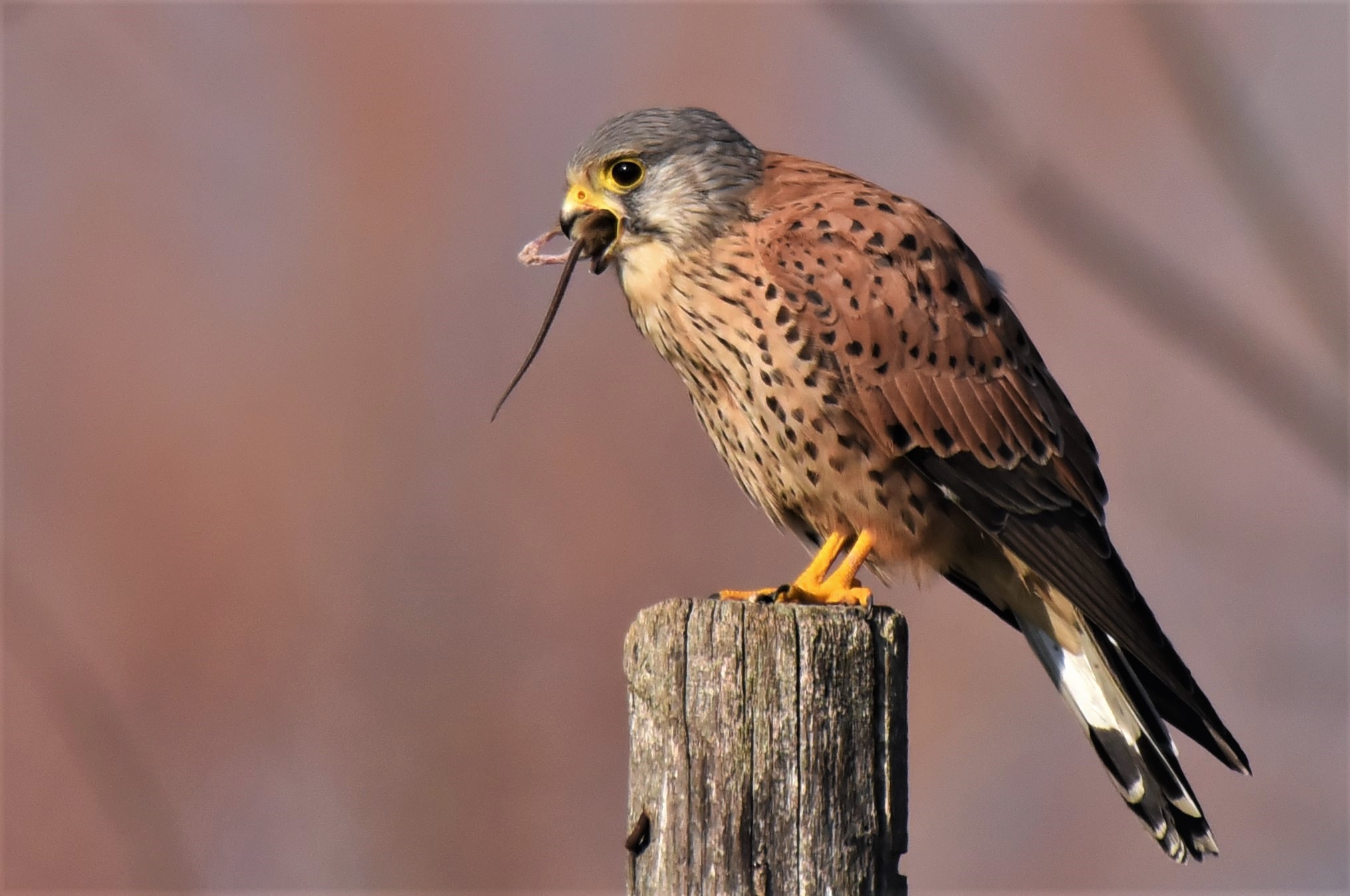 gheppio che ingoia untopolino
