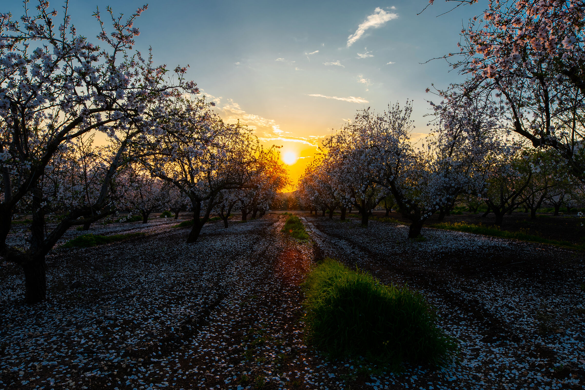 tramonto sulle mandorle