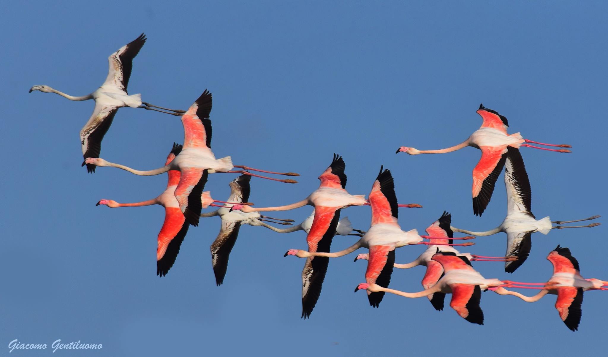 flamingos flying in Florence