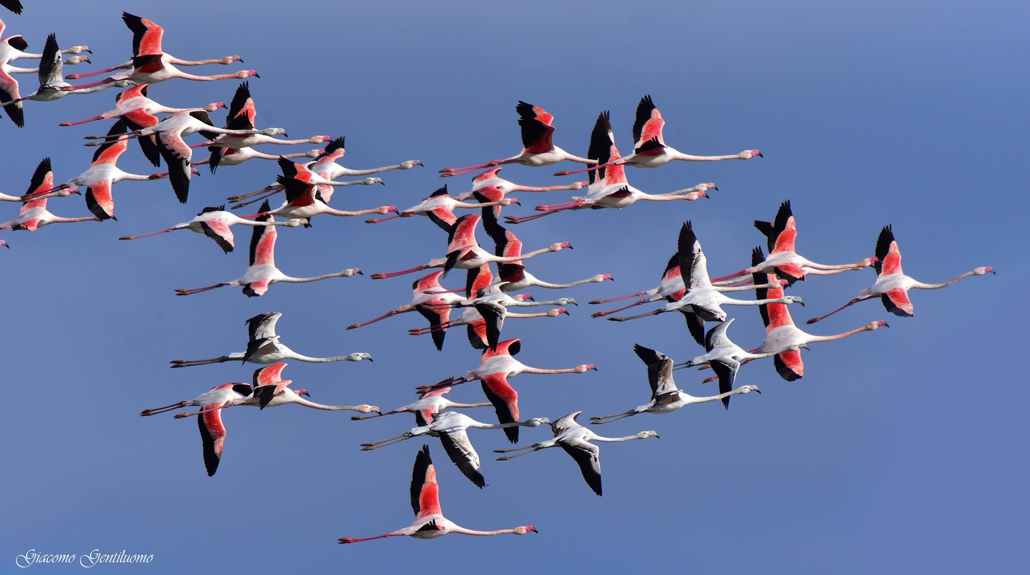 pink flamingos flying on Peretola's aeropore (FI)