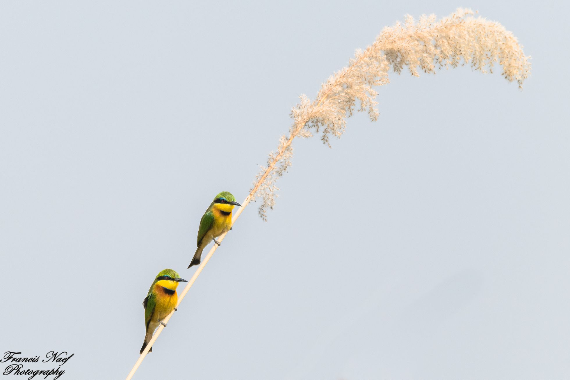 Bee eater