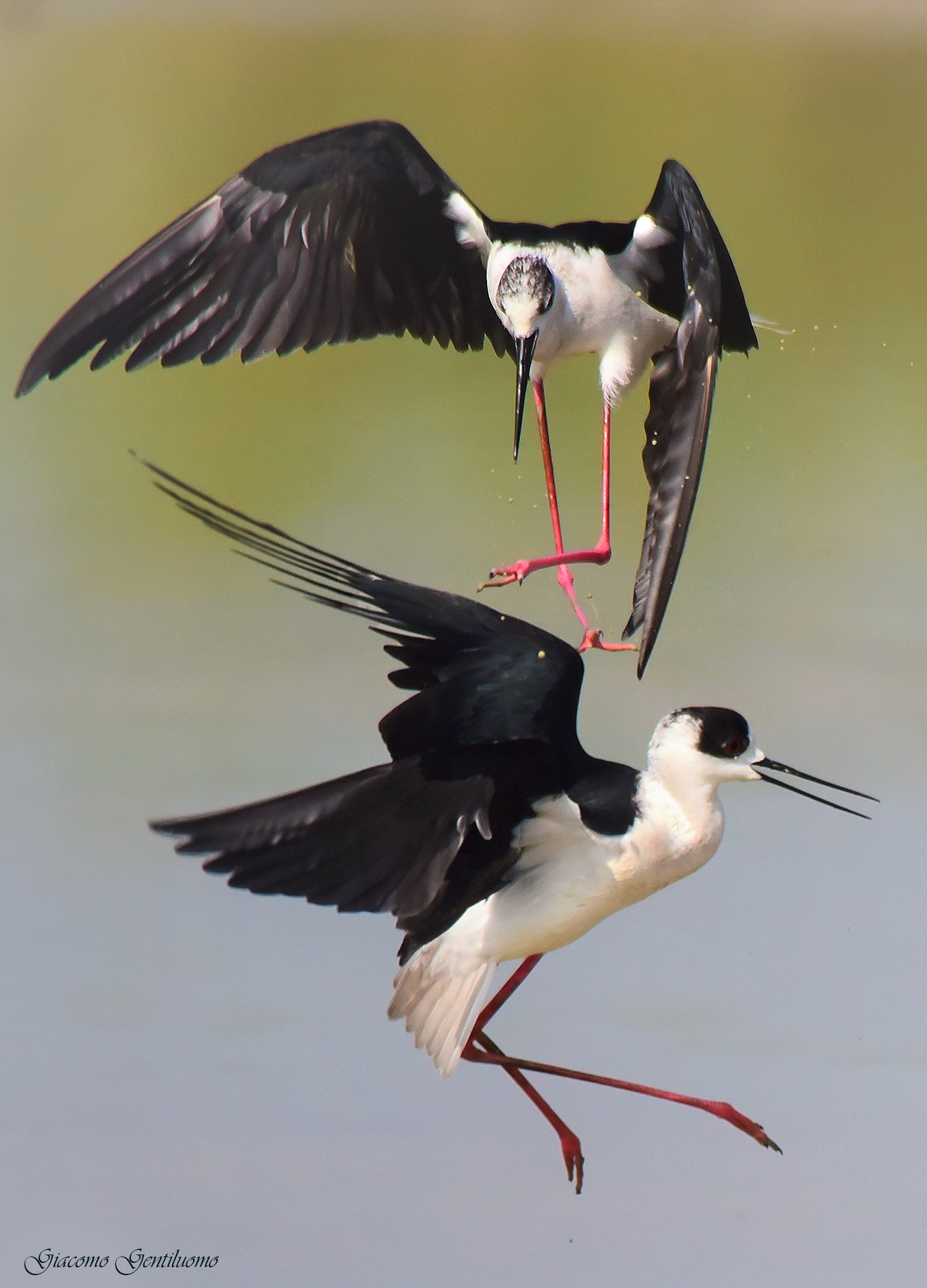 la danza dei cavalieri d'Italia
