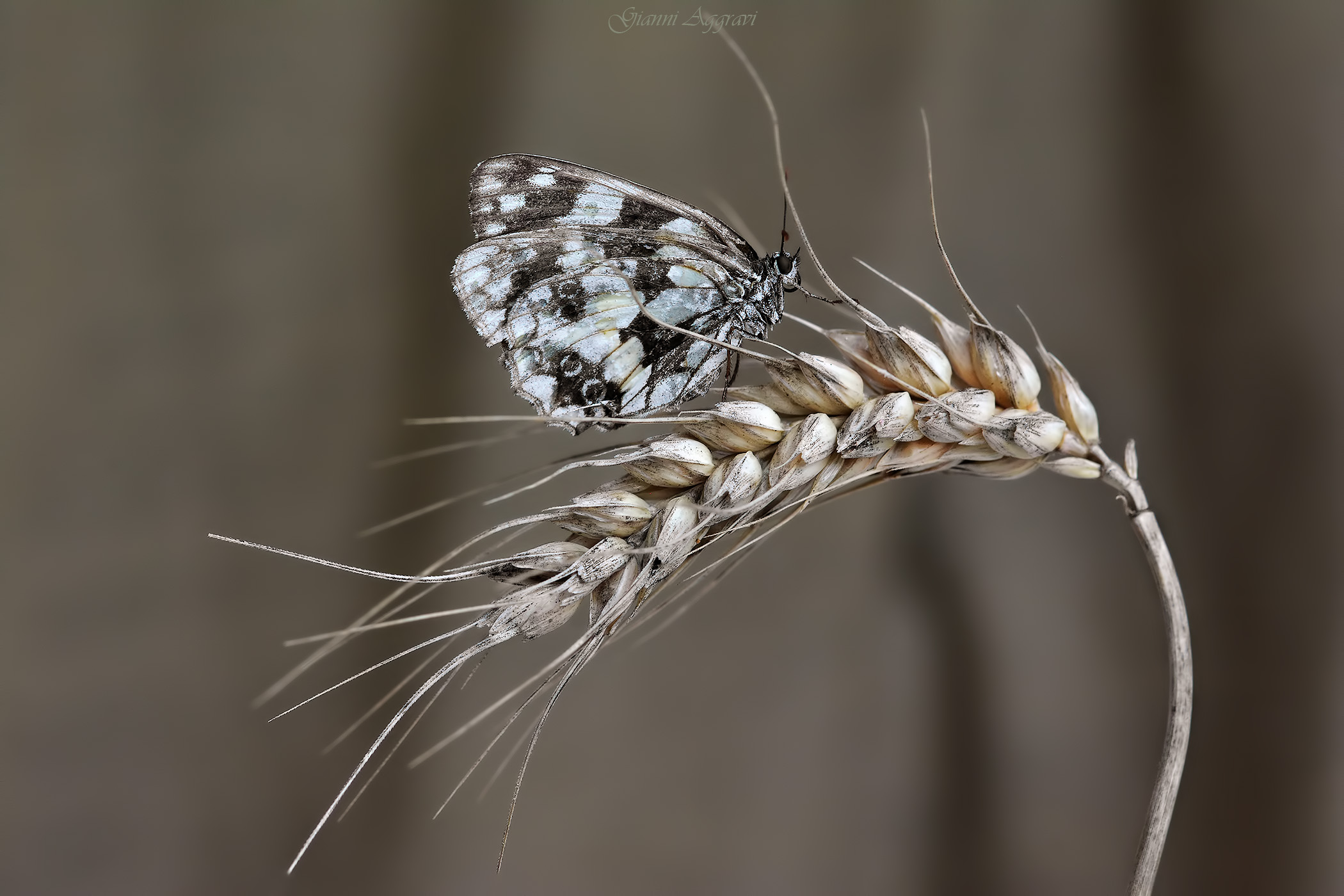Melanargia galathea and the ears of Wheat