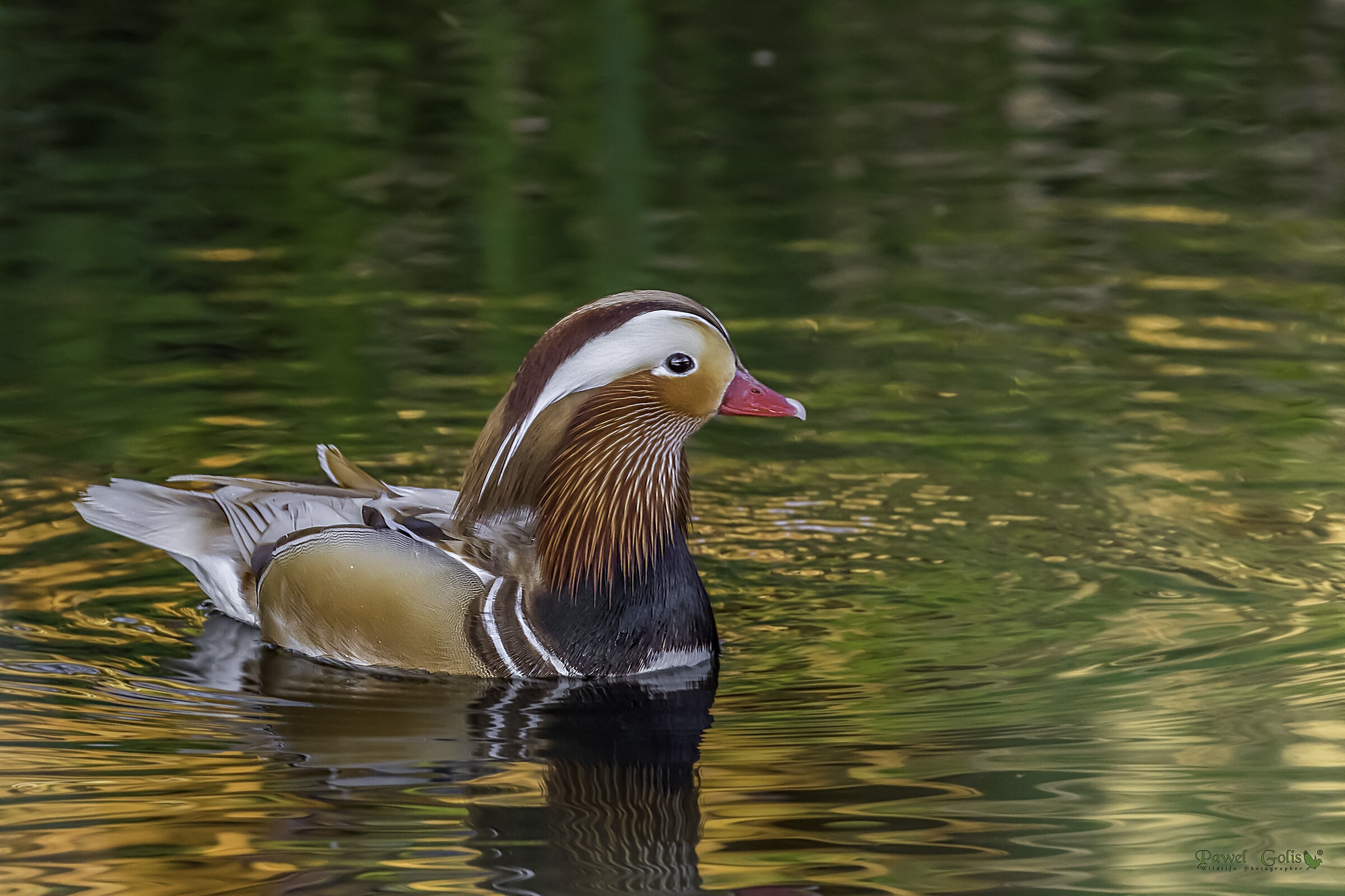 Anatra mandarina (Aix galericulata)