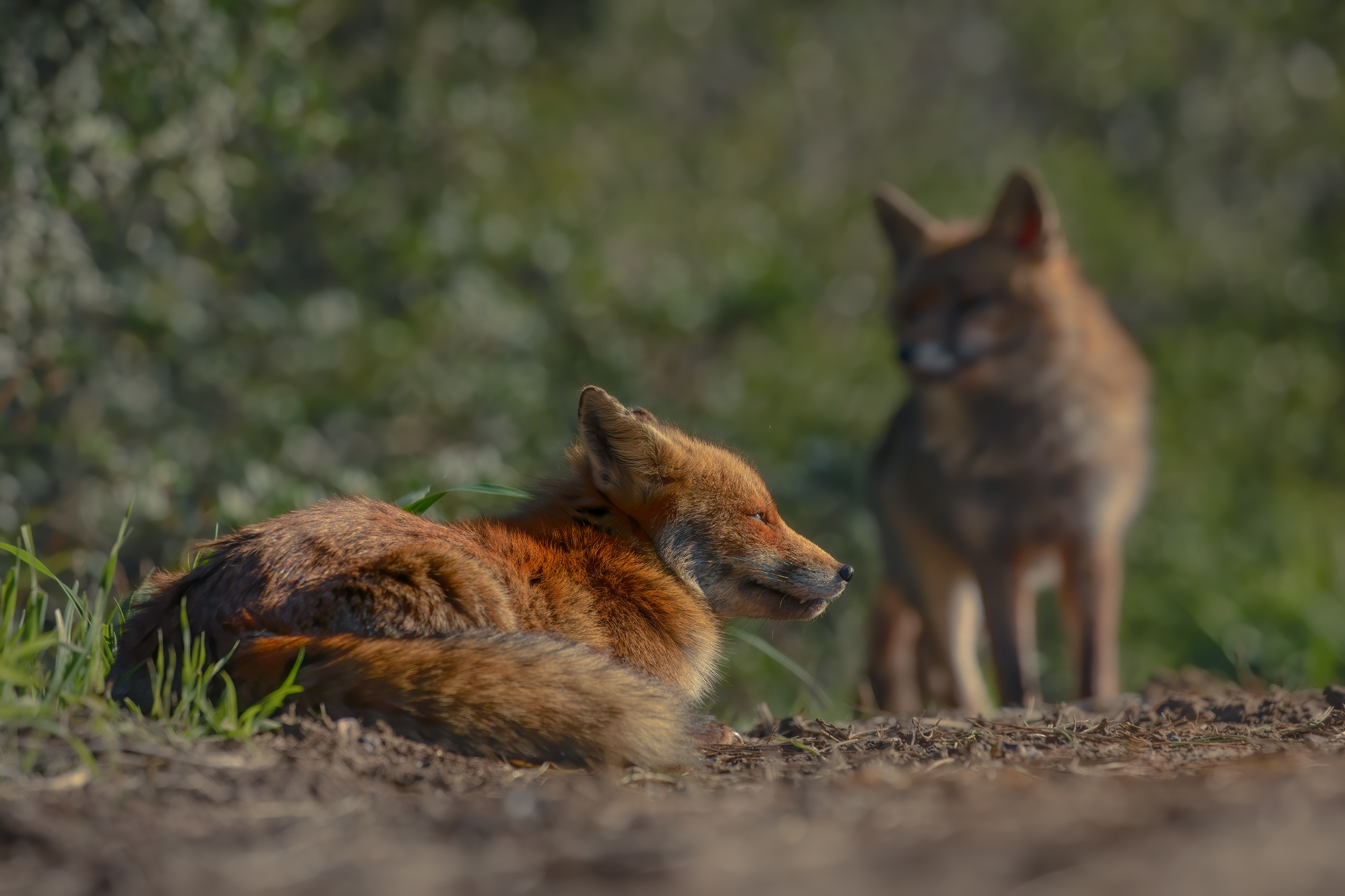 red fox here's the reason for the anger