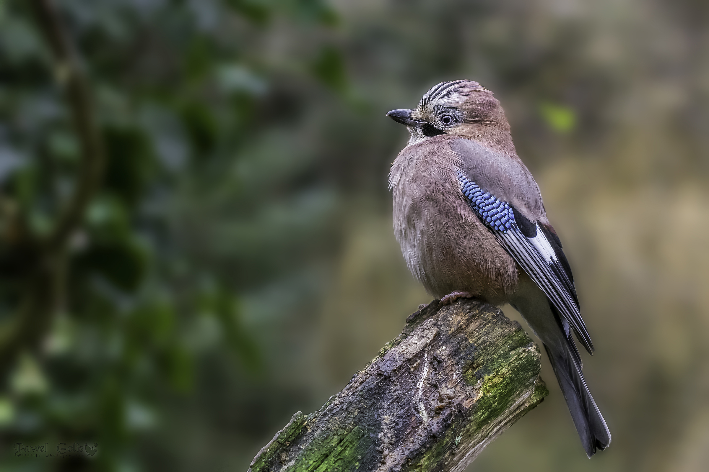 La ghiandaia eurasiatica (Garrulus glandarius)