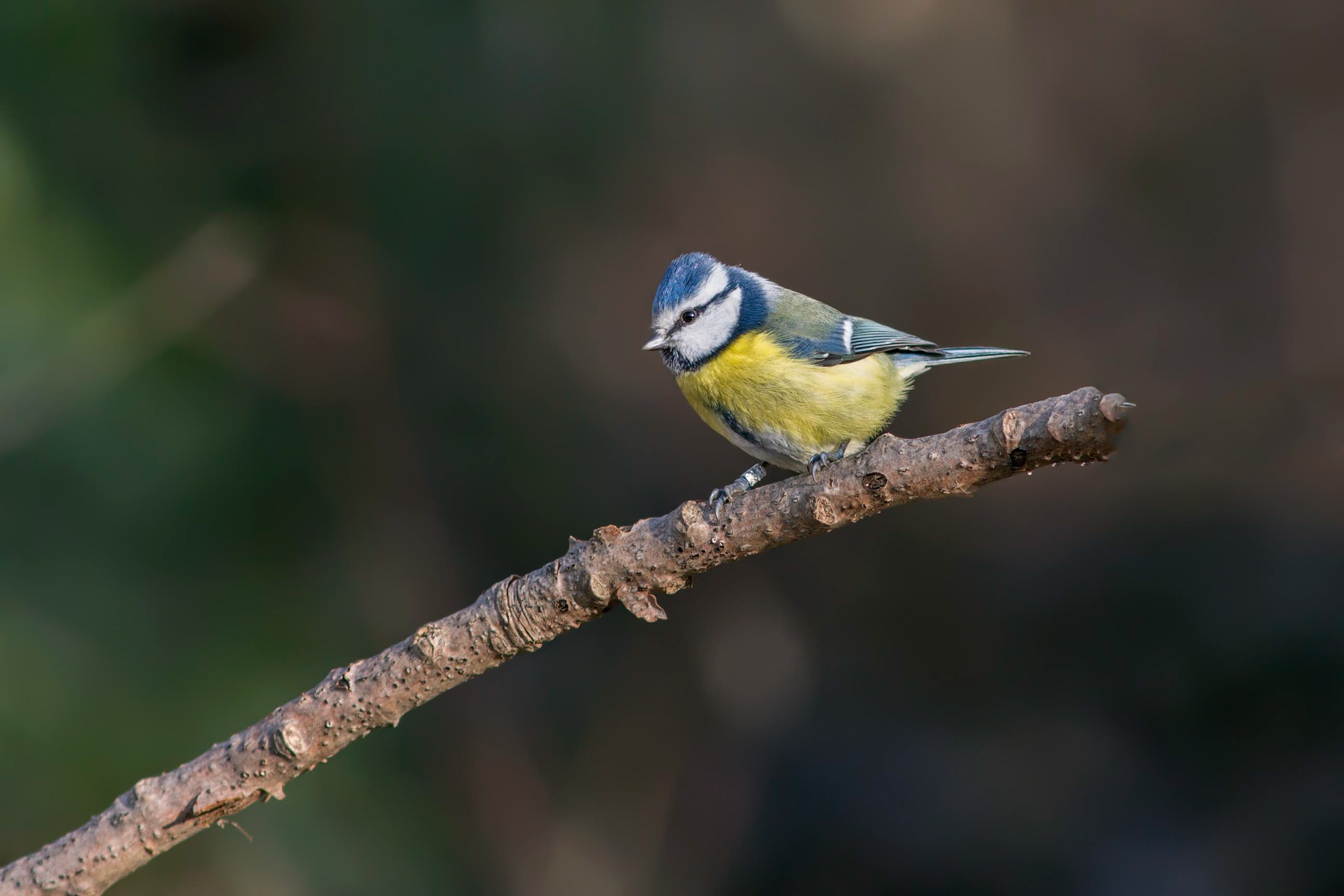 Cinciarella inanellata