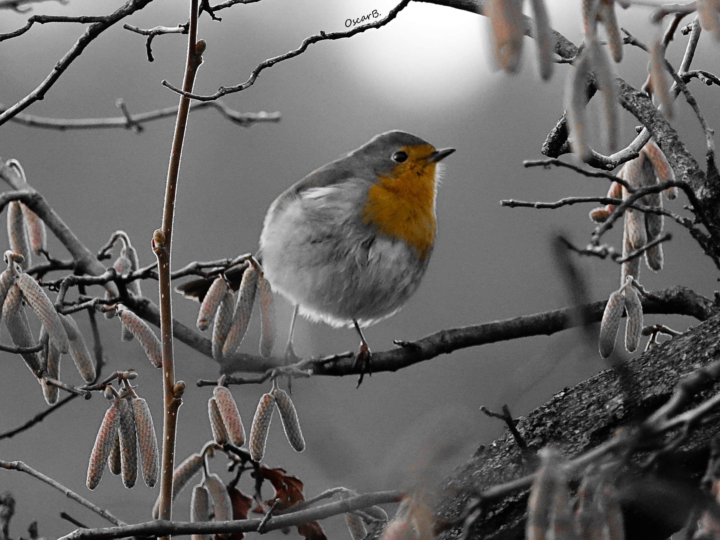 In controluce, una pera su nocciolo.