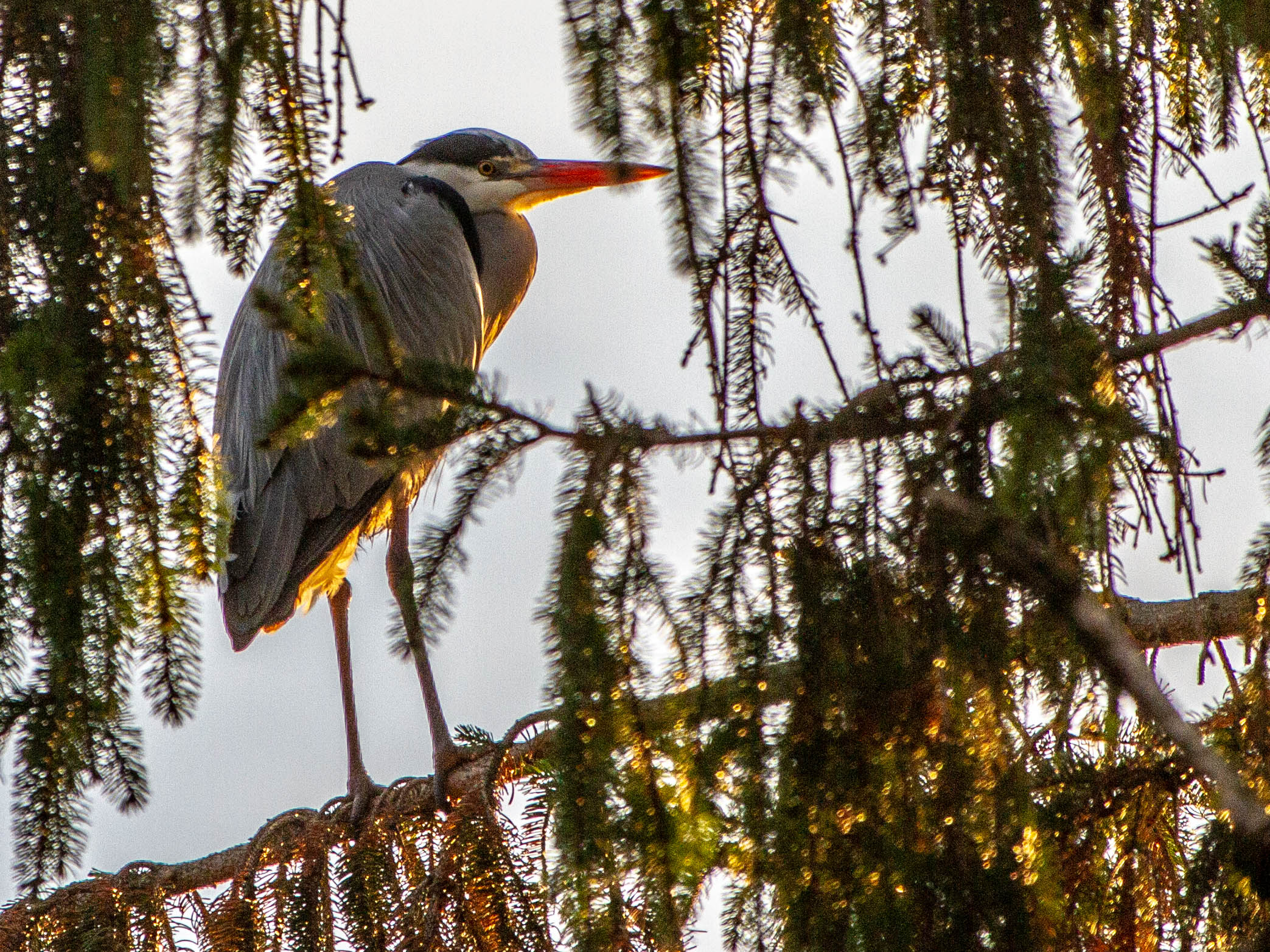 Heron in the Sun