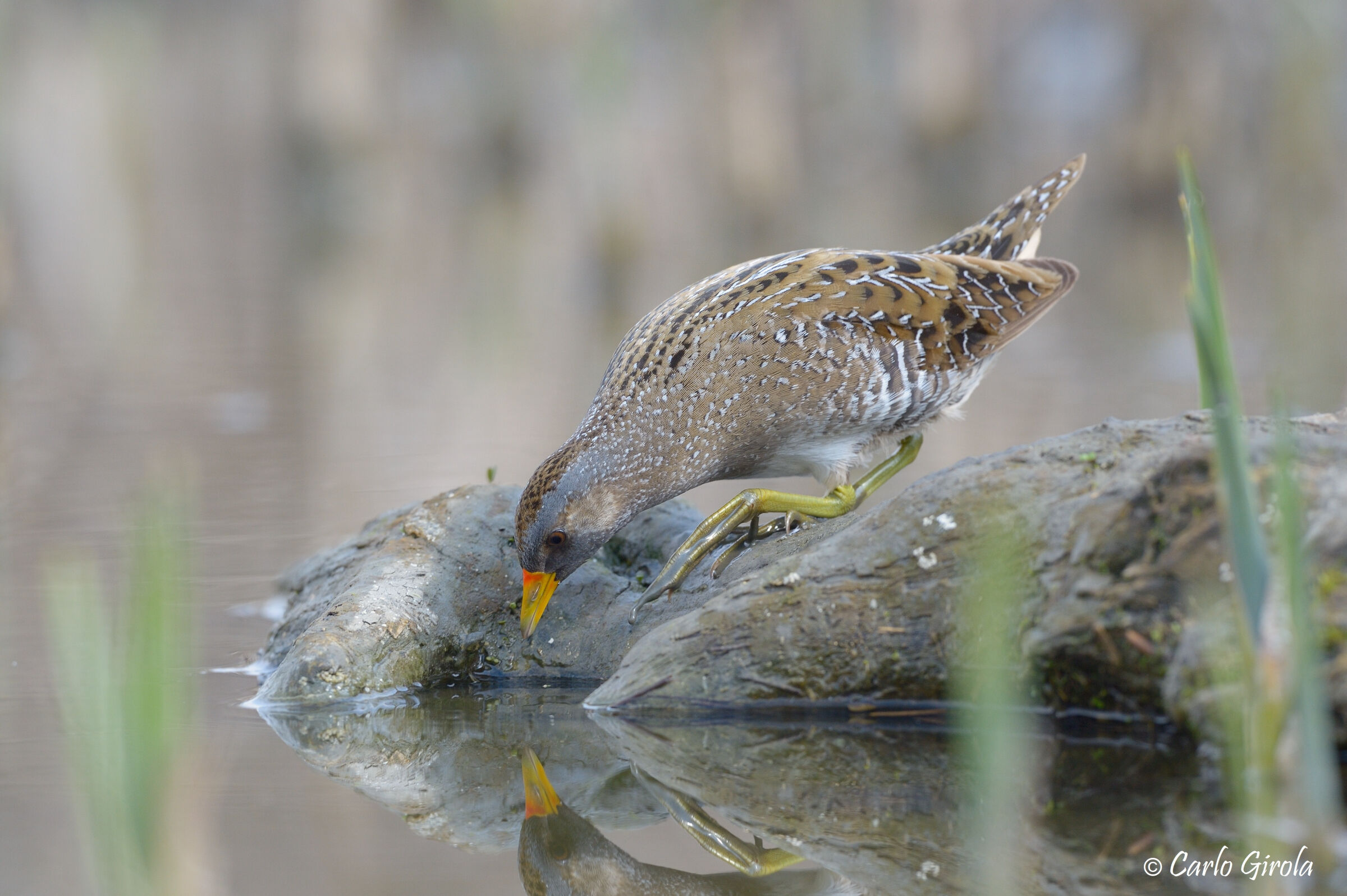 Voltolino (Porzana porzana)