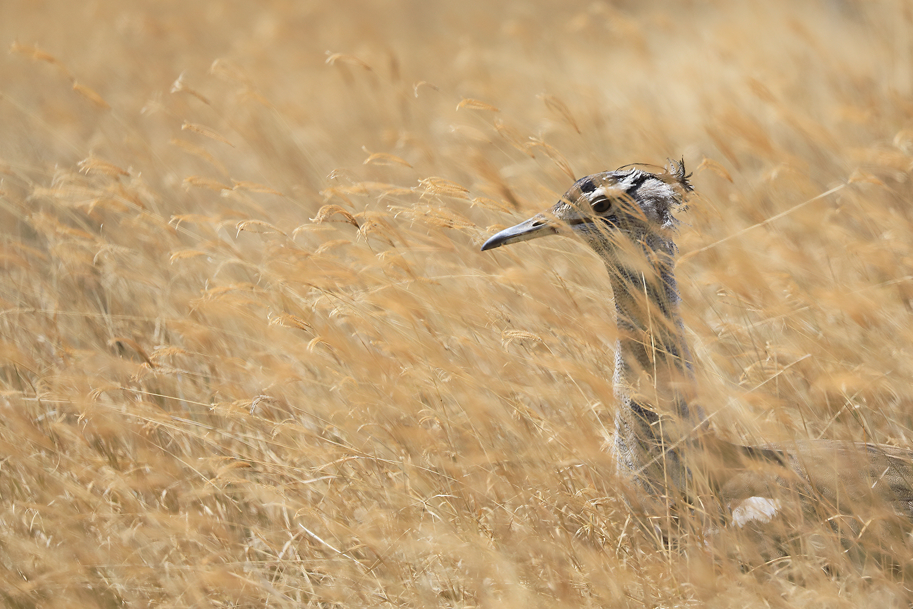 Otarda (Ardeotis kori) - Ngoro Ngoro - Tanzania