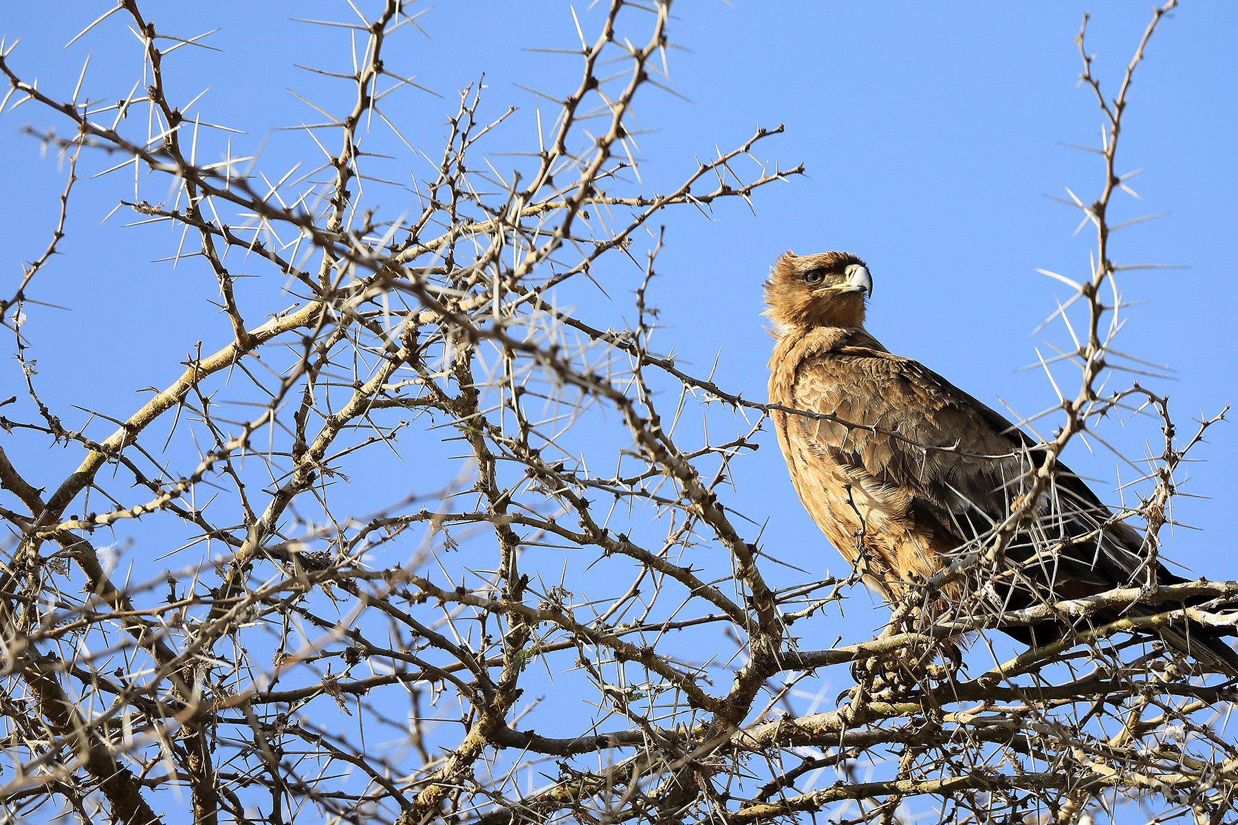 Nibbio bruno (Mylvus migrans) - Serengeti - Tanzania