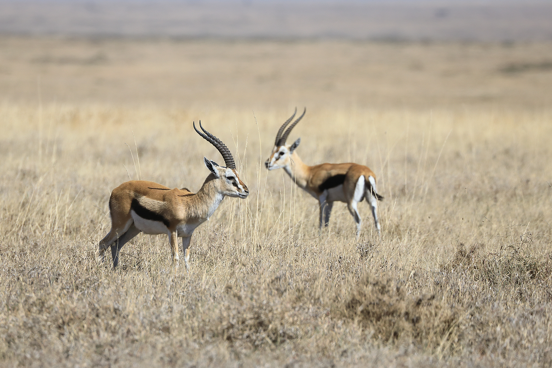 Gazzelle di Thomson (Eudorcas thomsonii) - Serengeti