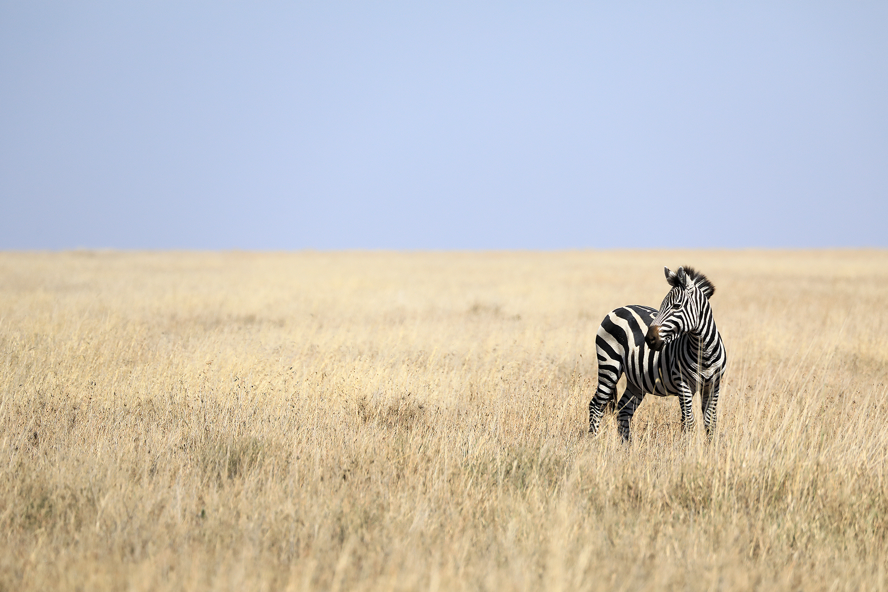 Zebra (Equus quagga) - Serengeti - Tanzania