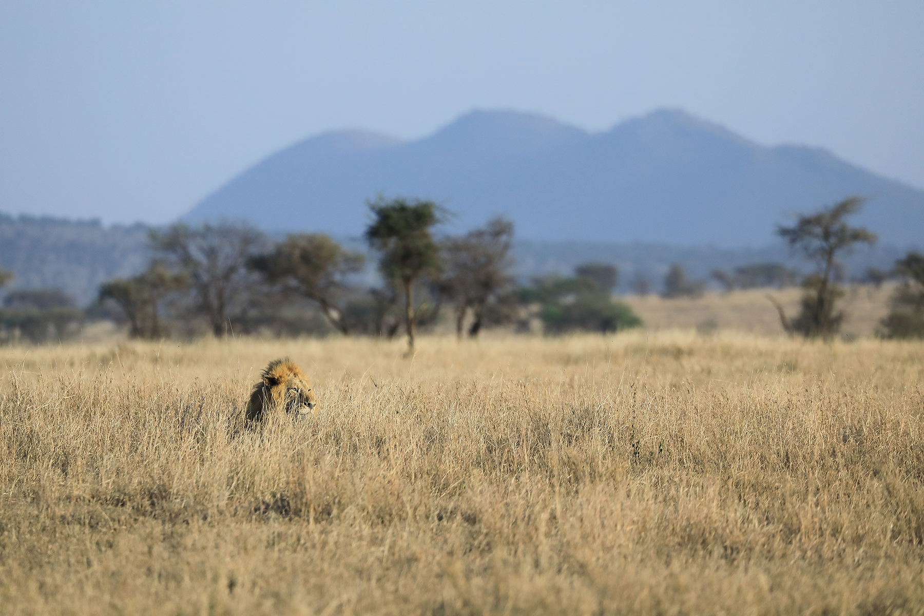 Leone (Panthera leo) - Serengeti - Tanzania