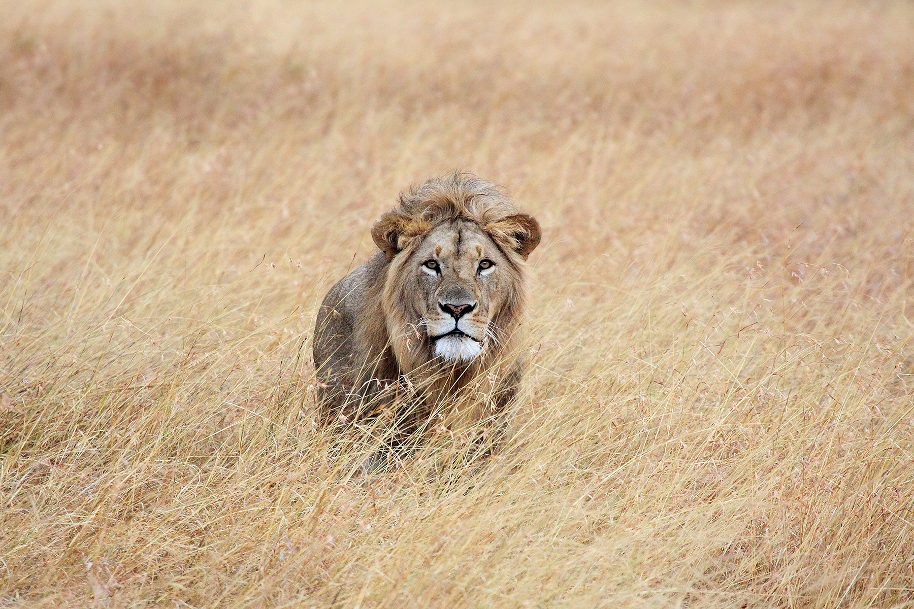 Leone (Panthera leo) - Masai Mara - Kenia