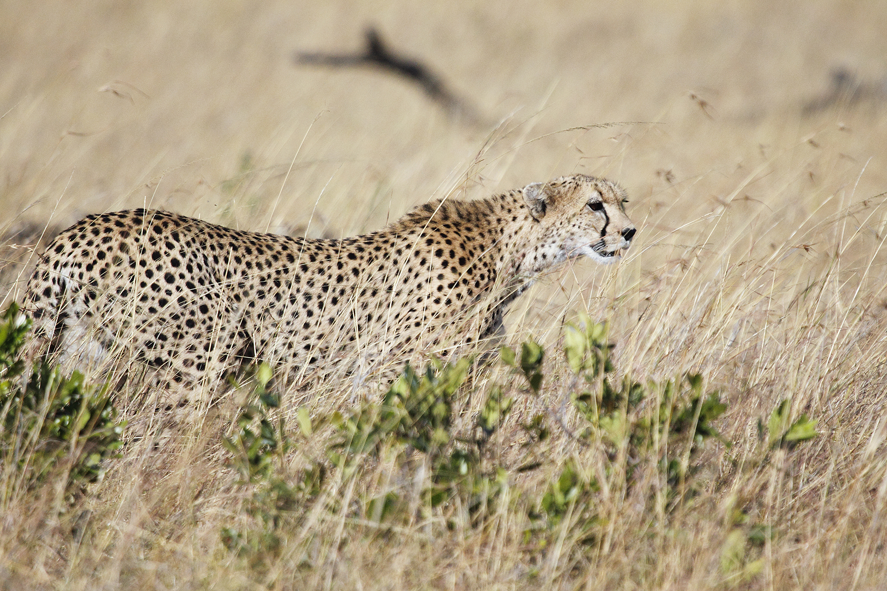 Ghepardo (Acinonyx jubatus) - Masai Mara - Kenia