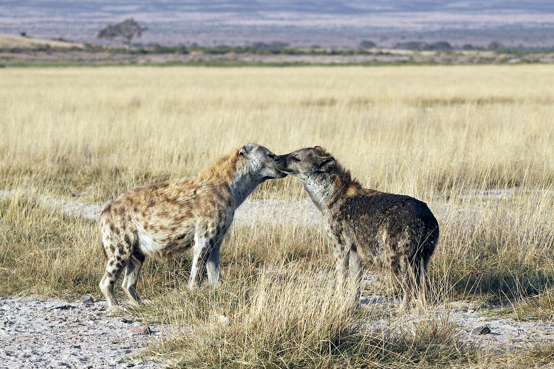 Iene (Crocuta crocuta) - Amboseli - Kenia