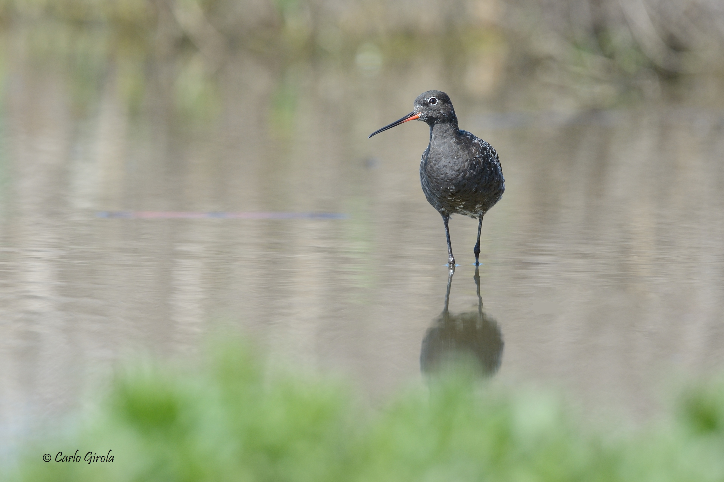 Totano moro (Tringa erythropus)