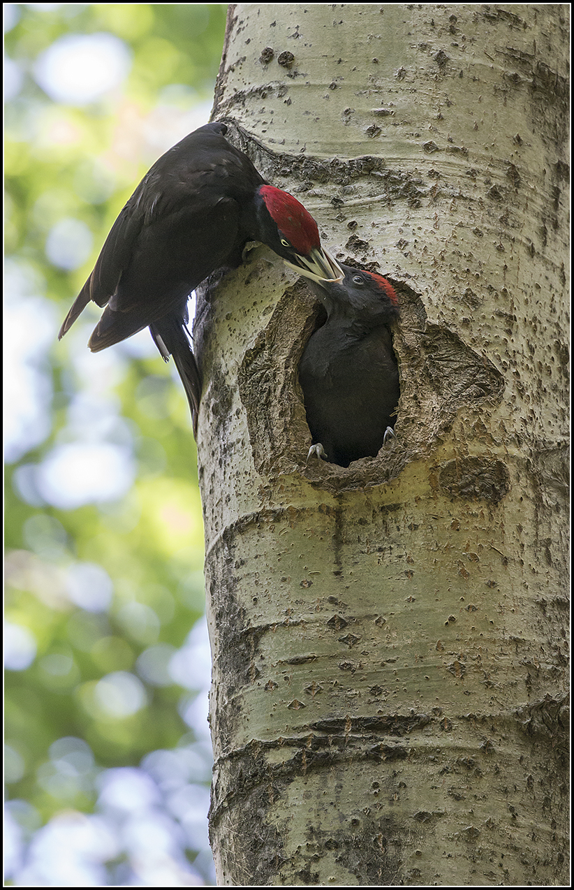 BLACK PICCHIO - IMBECCATA