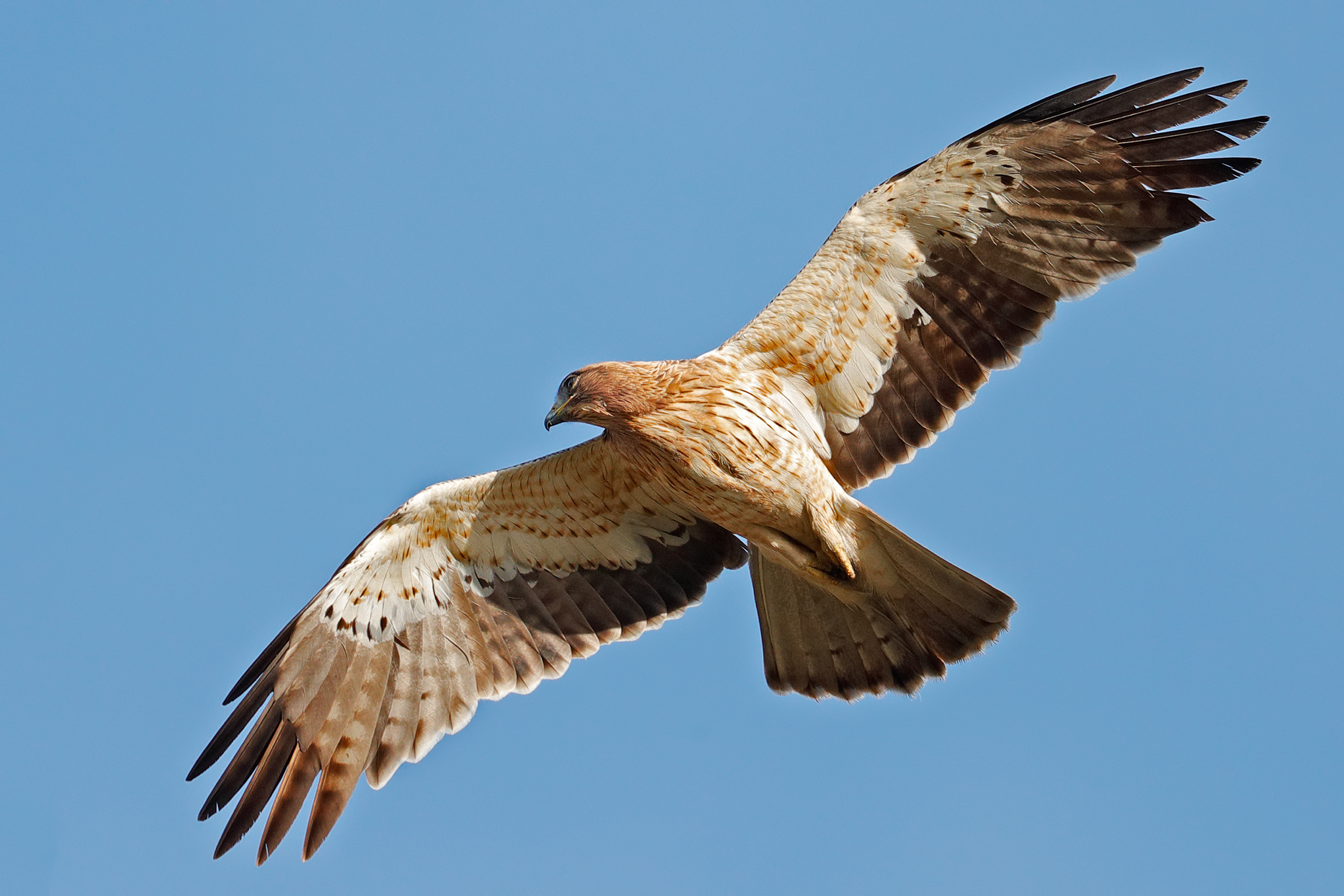 Puntando su uno stormo di colombelle - Aquila minore
