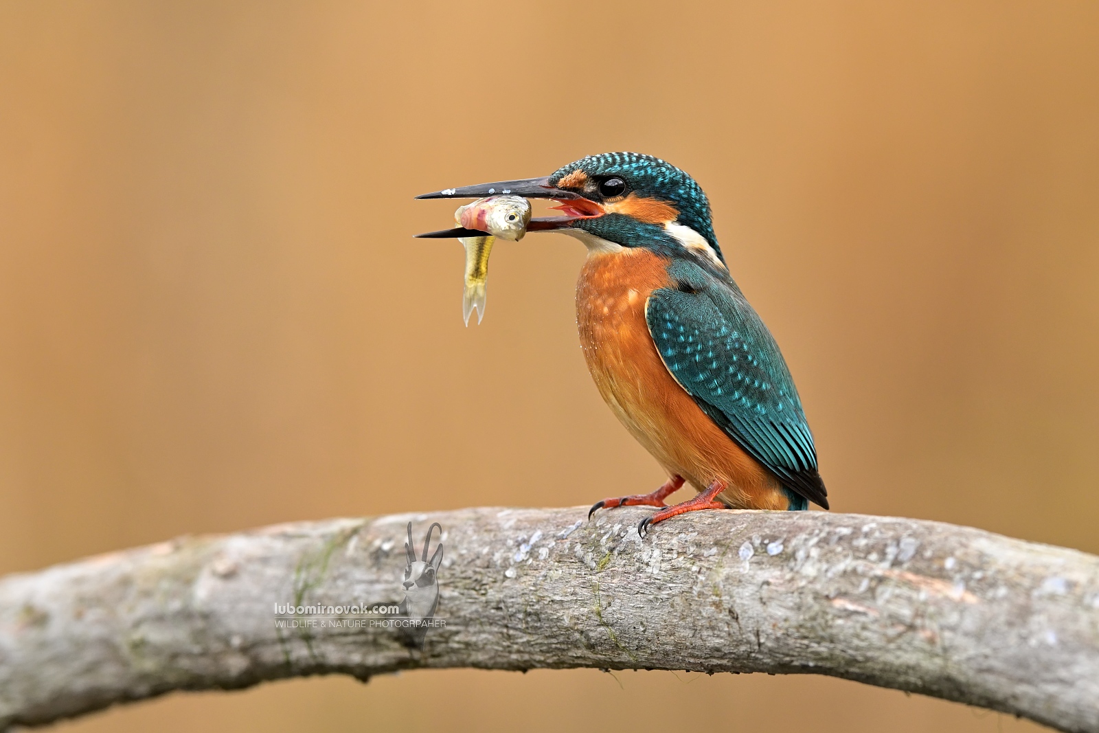 cacciatore instancabile