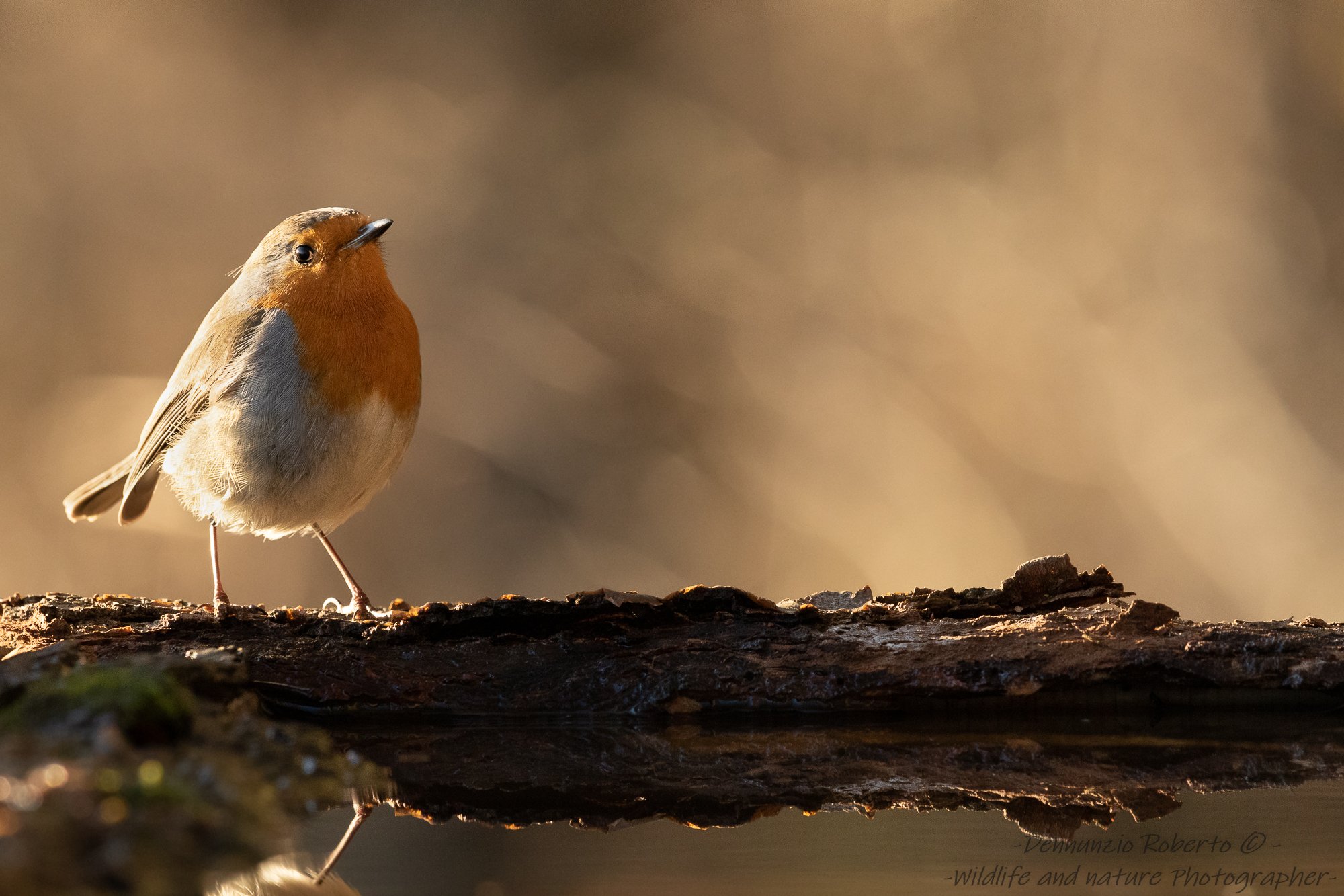 robin at sunset