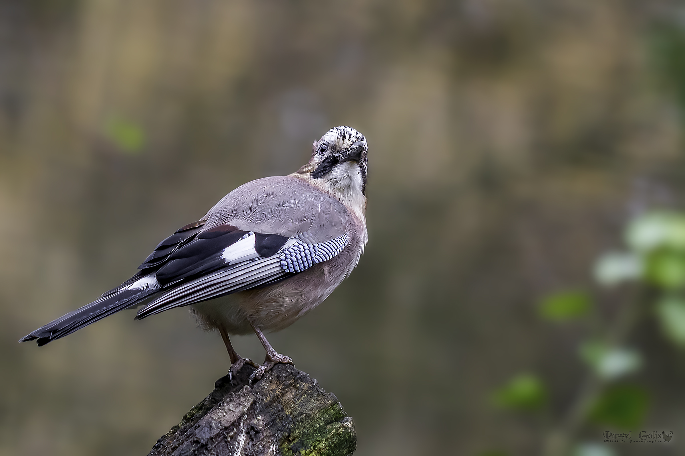 La ghiandaia eurasiatica (Garrulus glandarius)