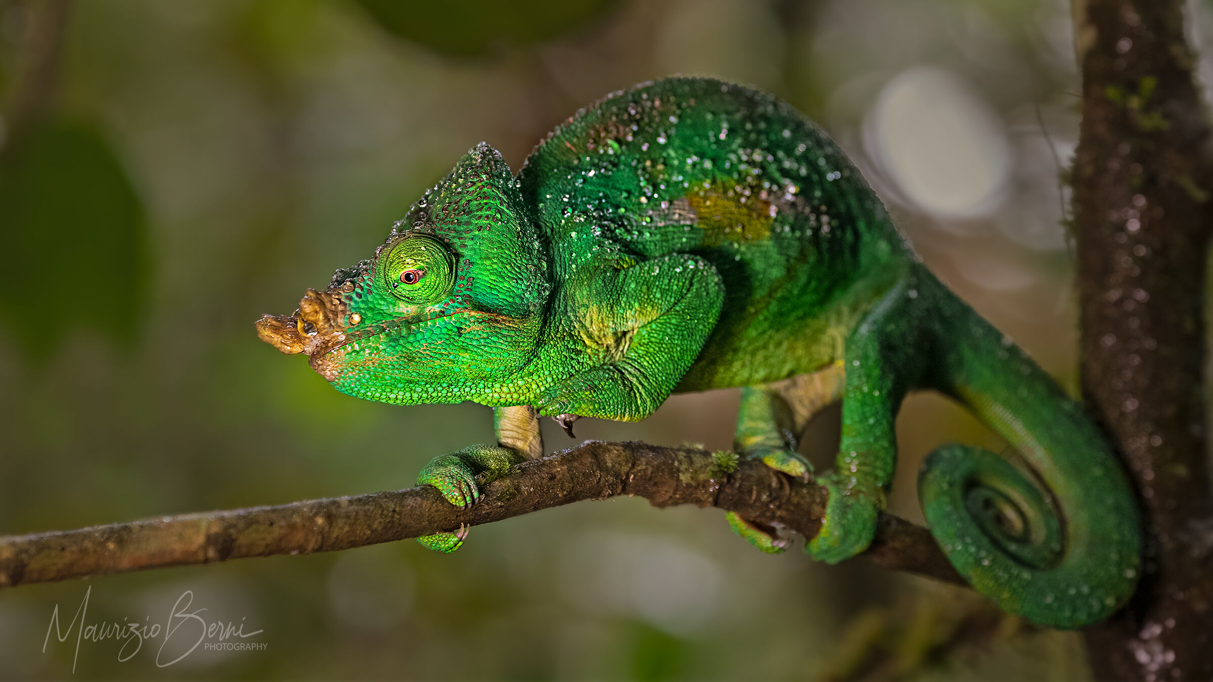 La foresta, la pioggia e il Chamaleon