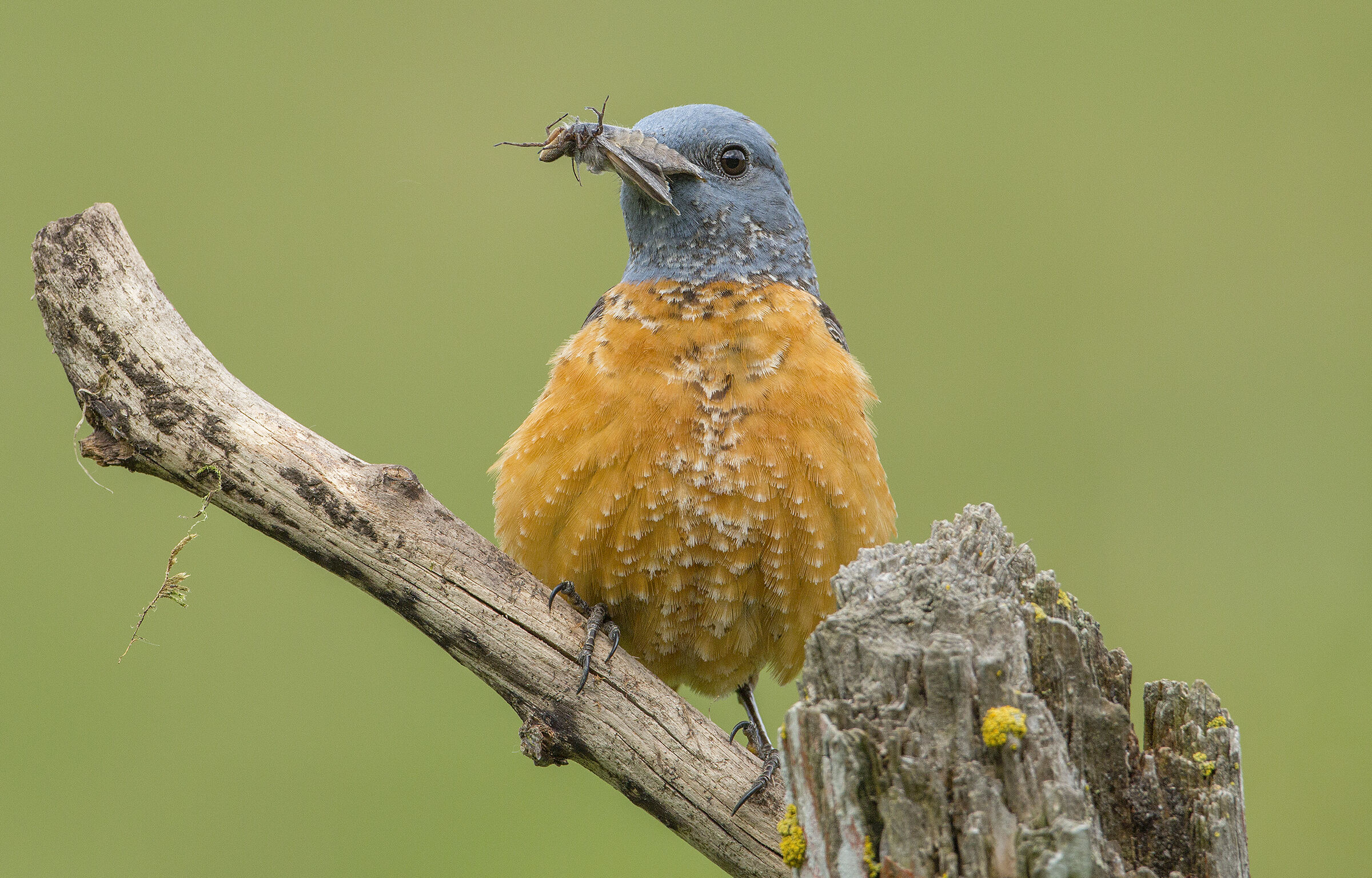 codirossone con preda naturale