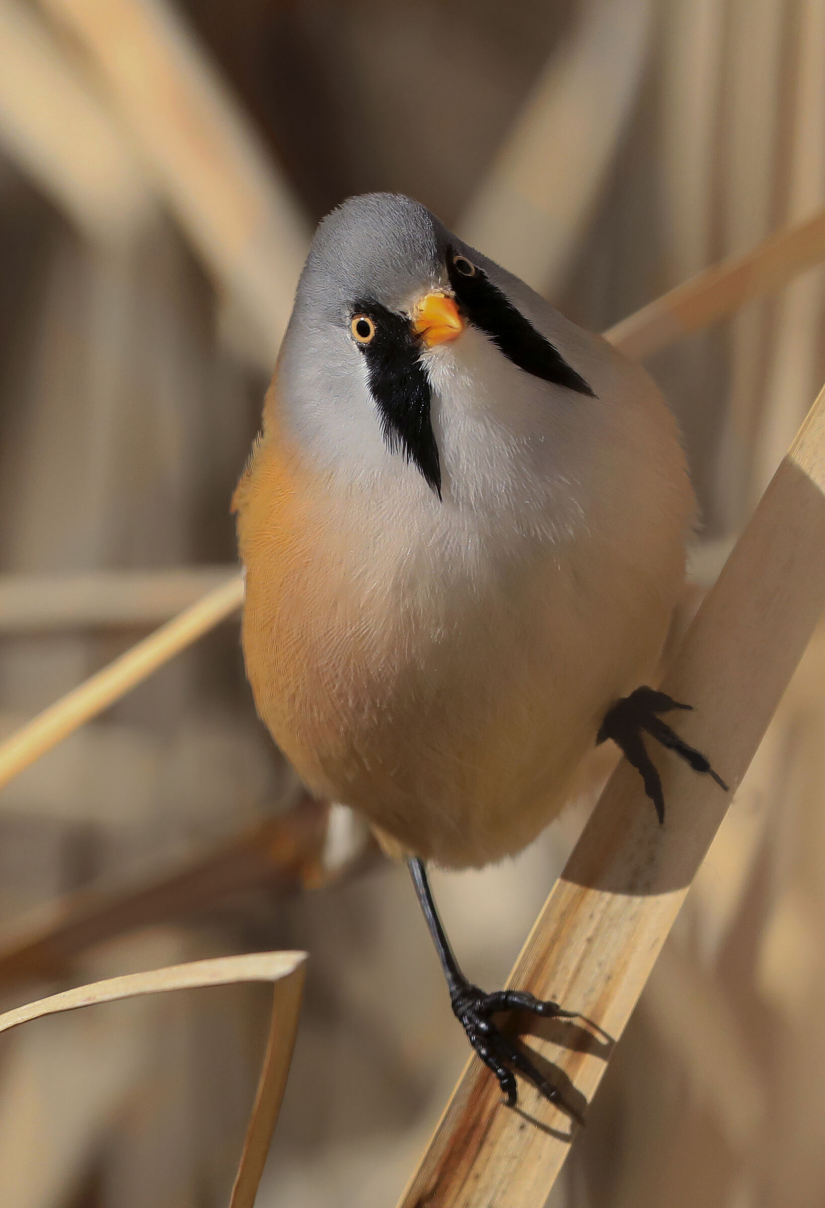 super-sided male basepiece