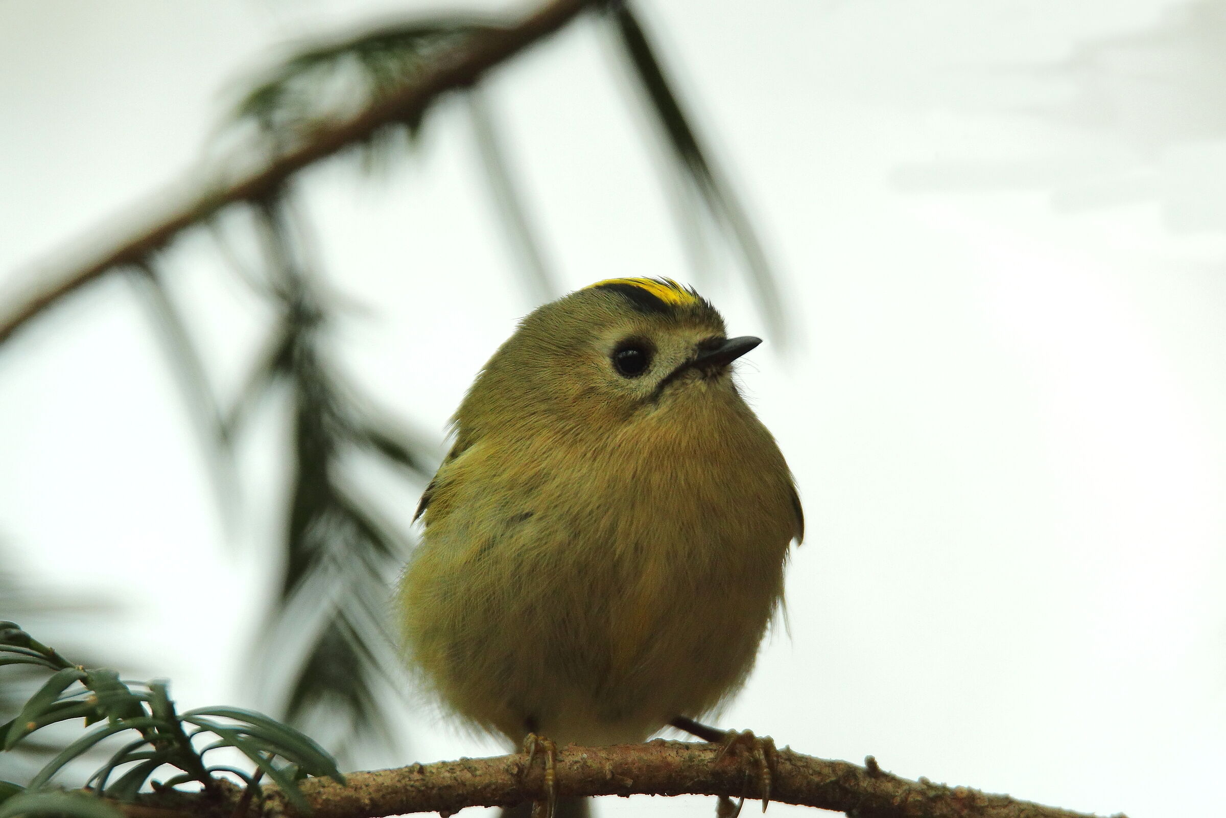 among the morning mist
