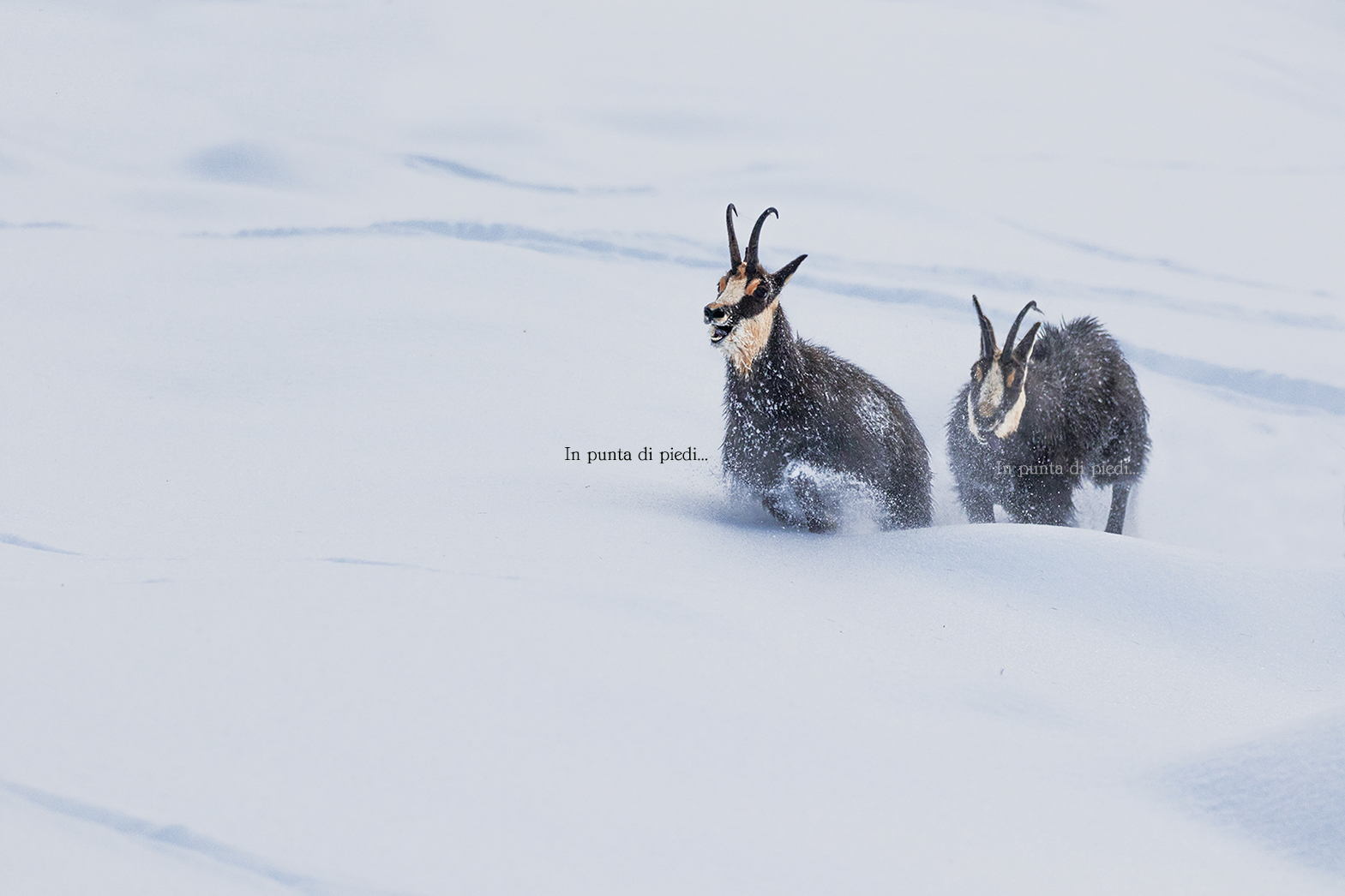 For Love Only for Love...