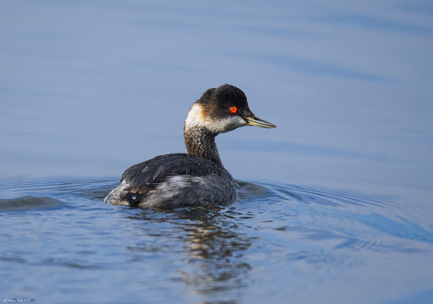 Svasso Piccolo (Podiceps nigricollis)