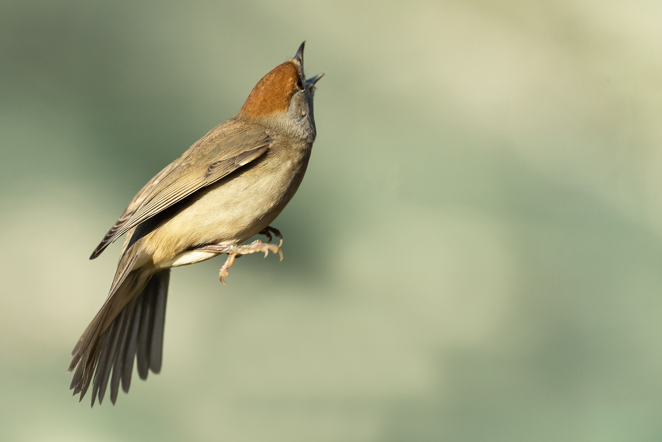 Il salto della Capinera