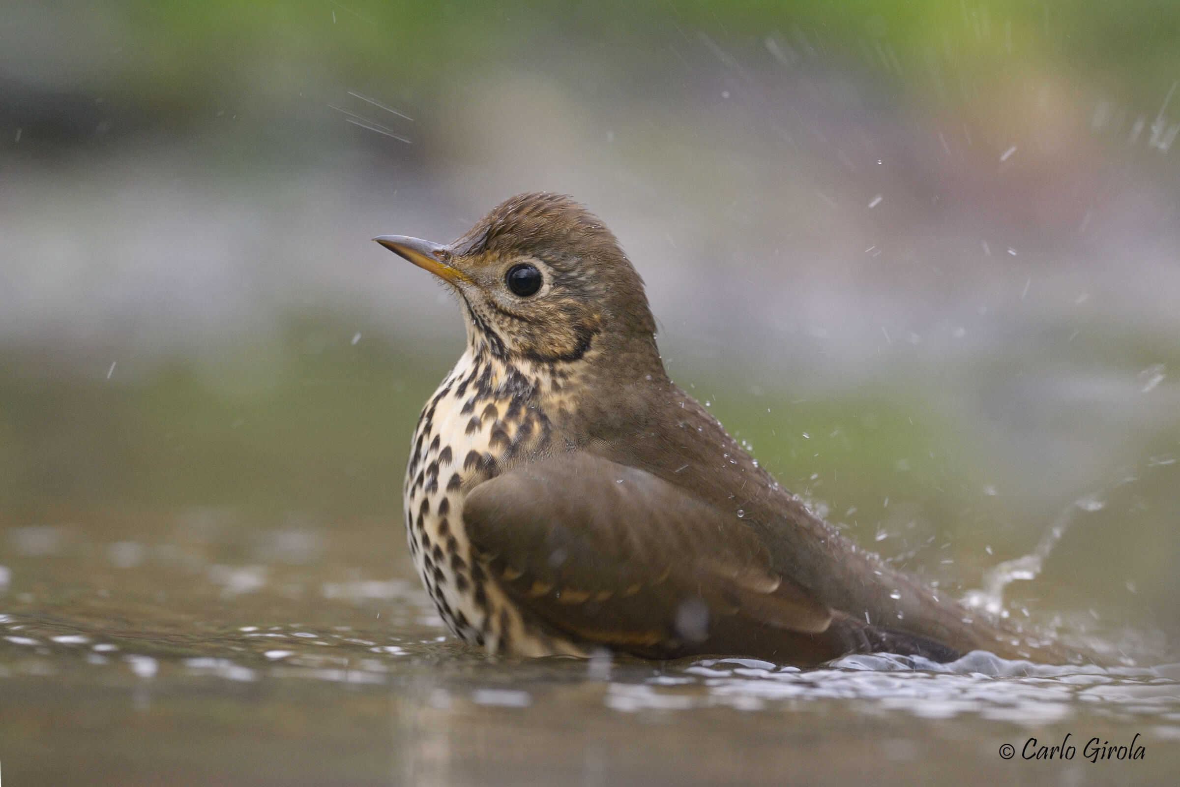 Bottaccio thrdo (Turdus philomelos)